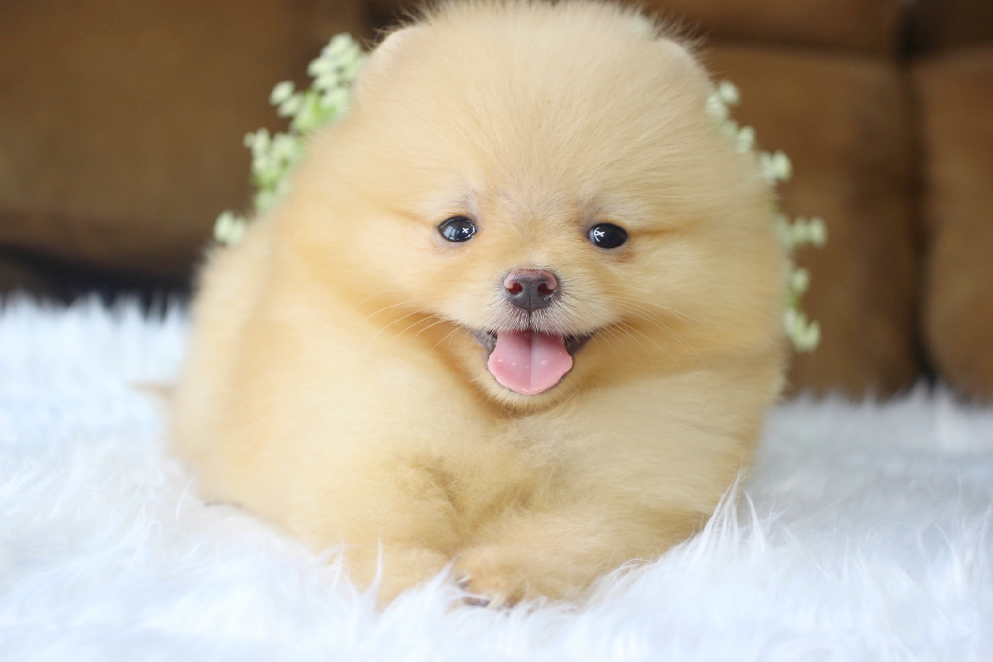 ปอมเมอเรเนียน เพศเมียสีครีม