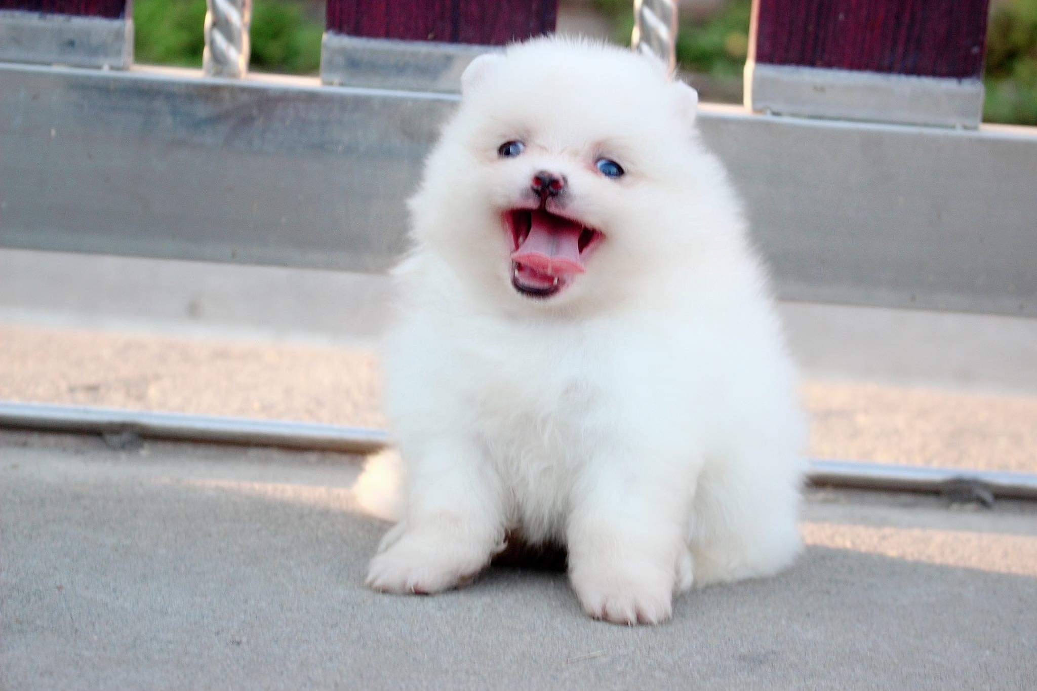 ปอมเมอเรเนียน เพศเมีย สีขาว