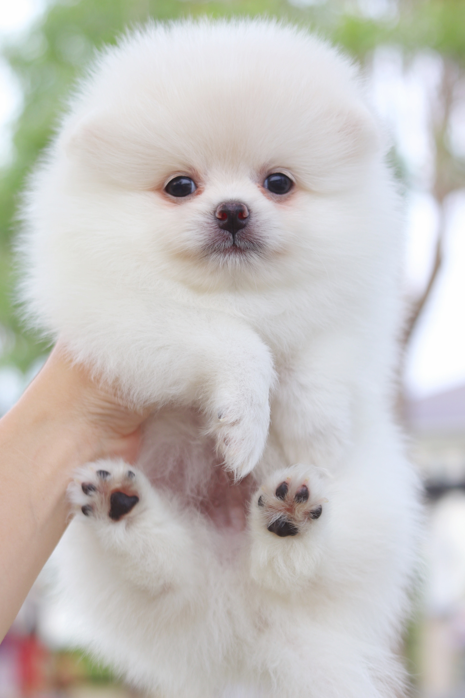 ปอมเมอเรเนียน เพศผู้สีขาวครีม