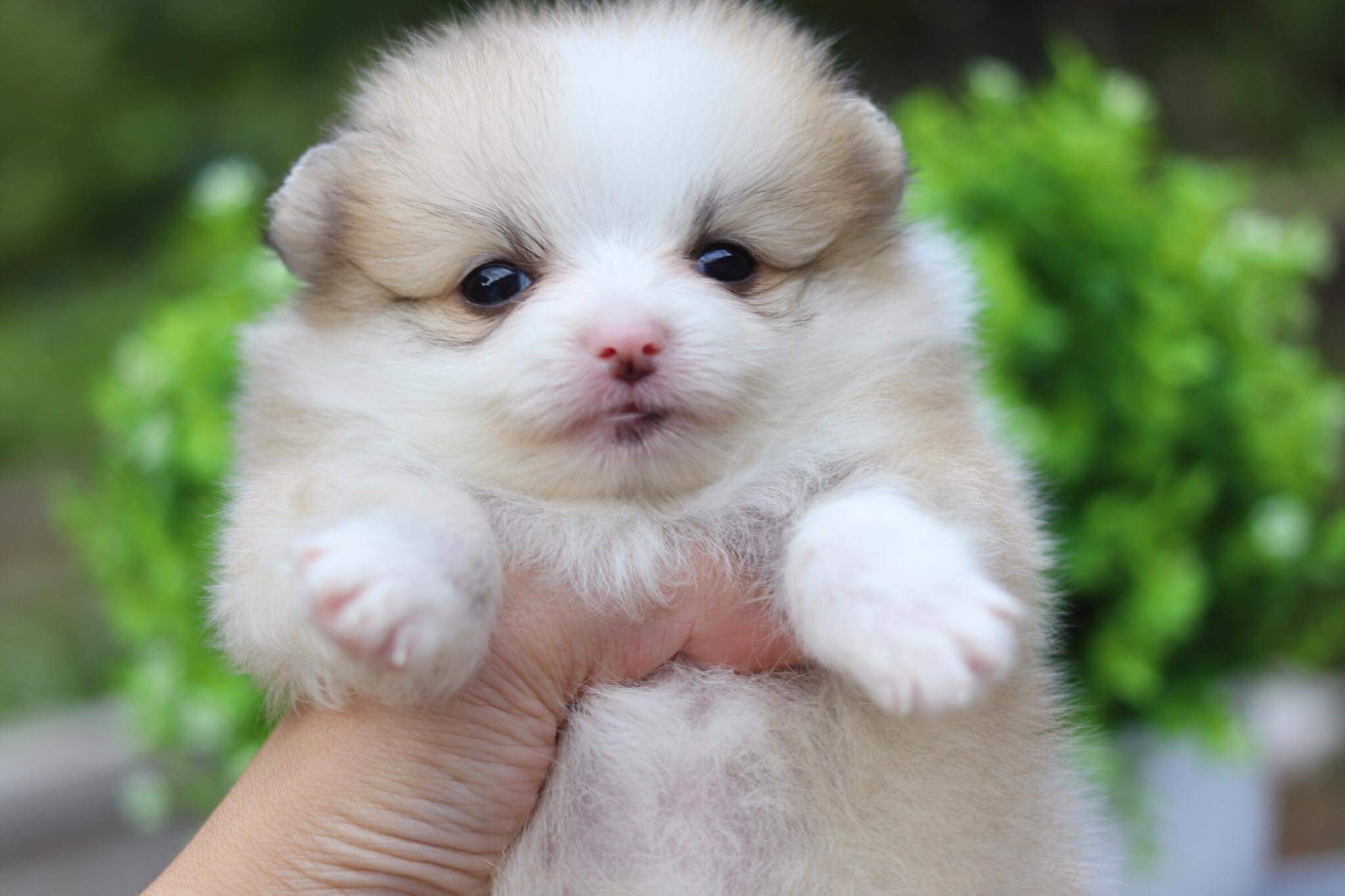 ปอมเมอเรเนียน เพศเมีย