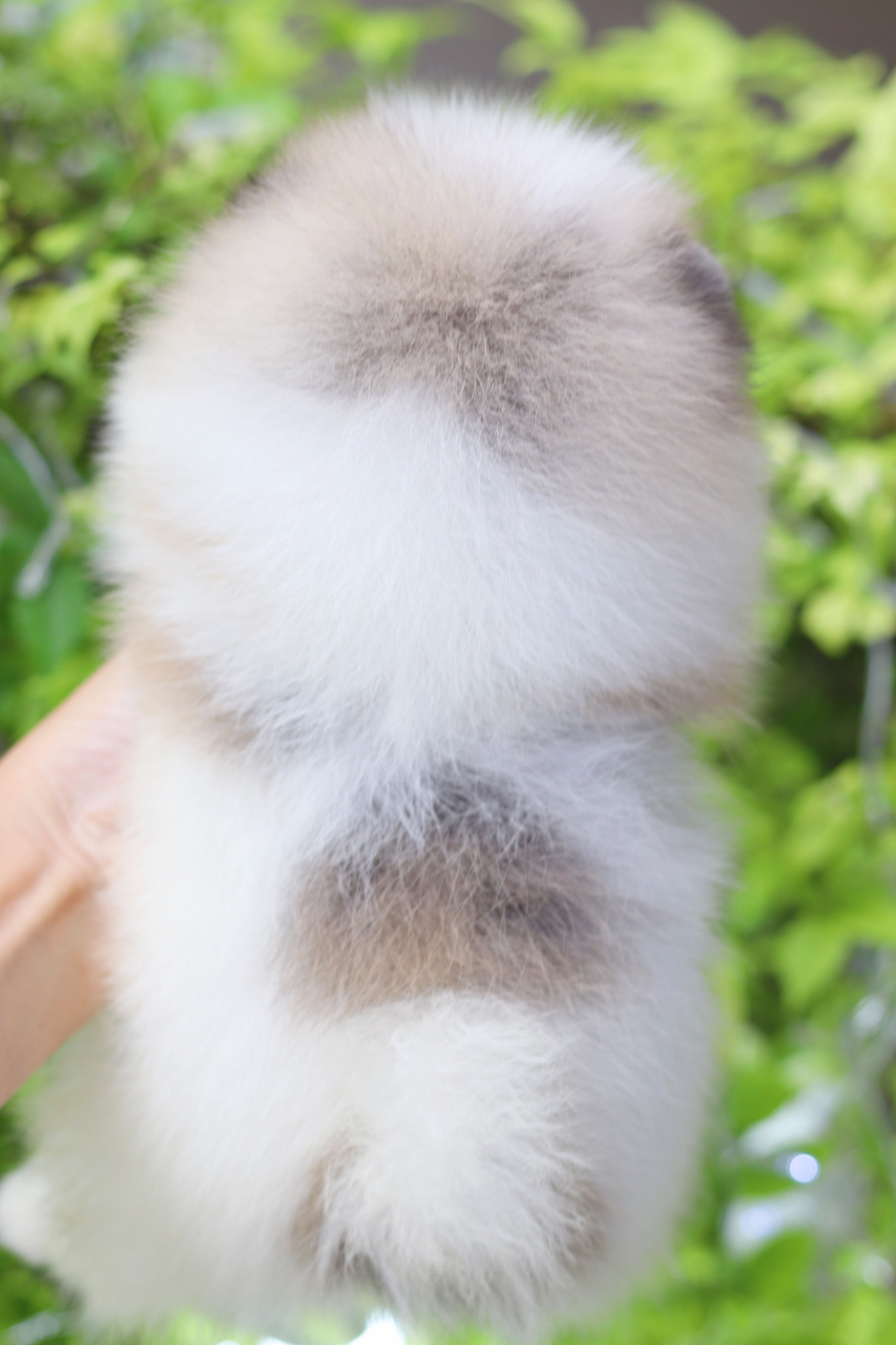 ปอมเมอเรเนียน เพศเมียสีแฟนซี