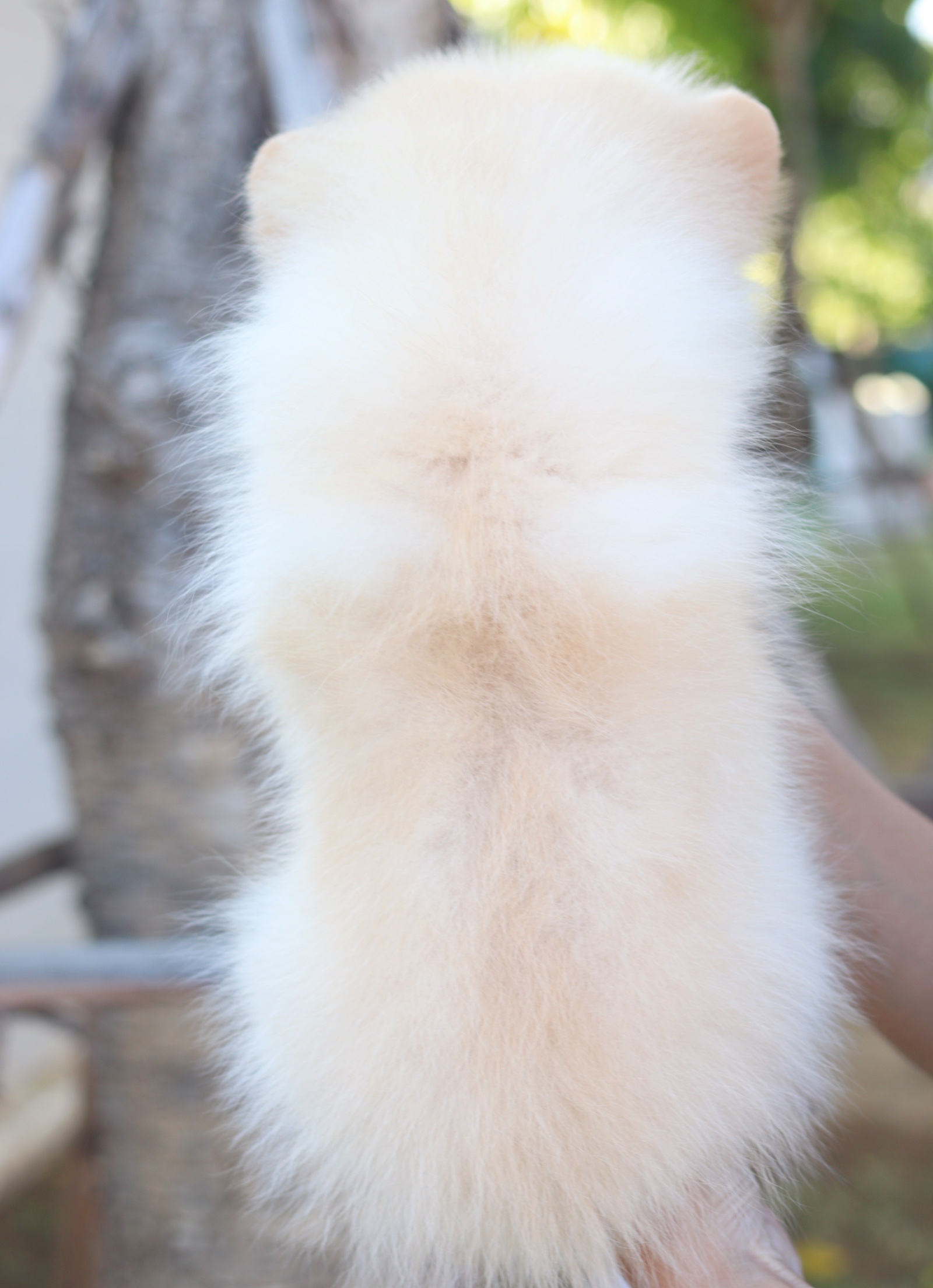 ปอมเมอเรเนียน เพศเมียสีครีมสามเดือน