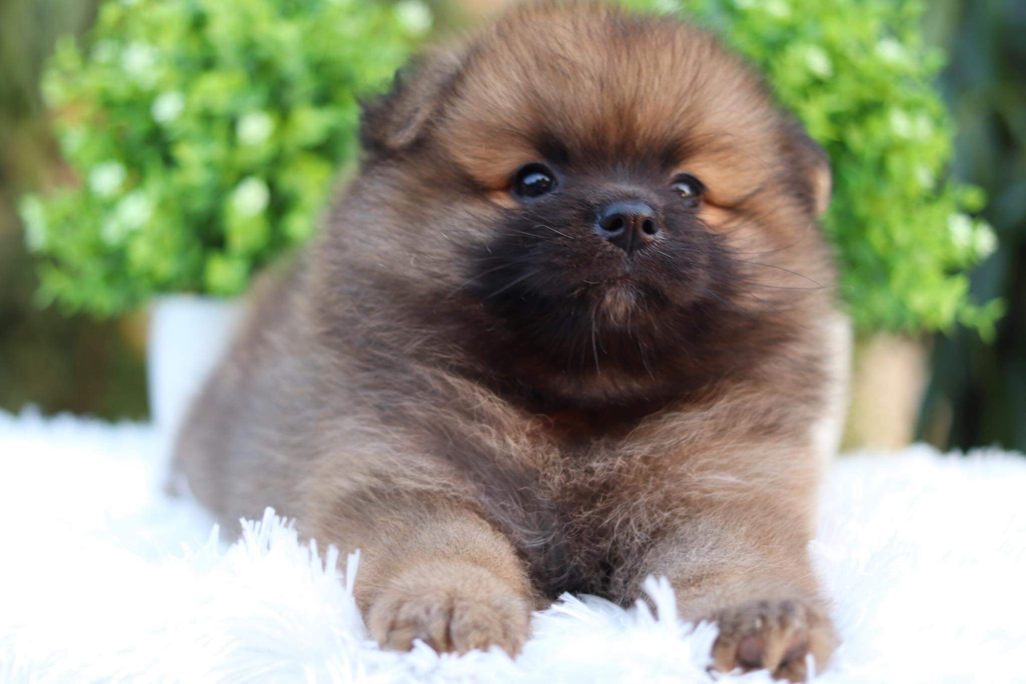 ปอมเมอเรเนียน เพศผู้