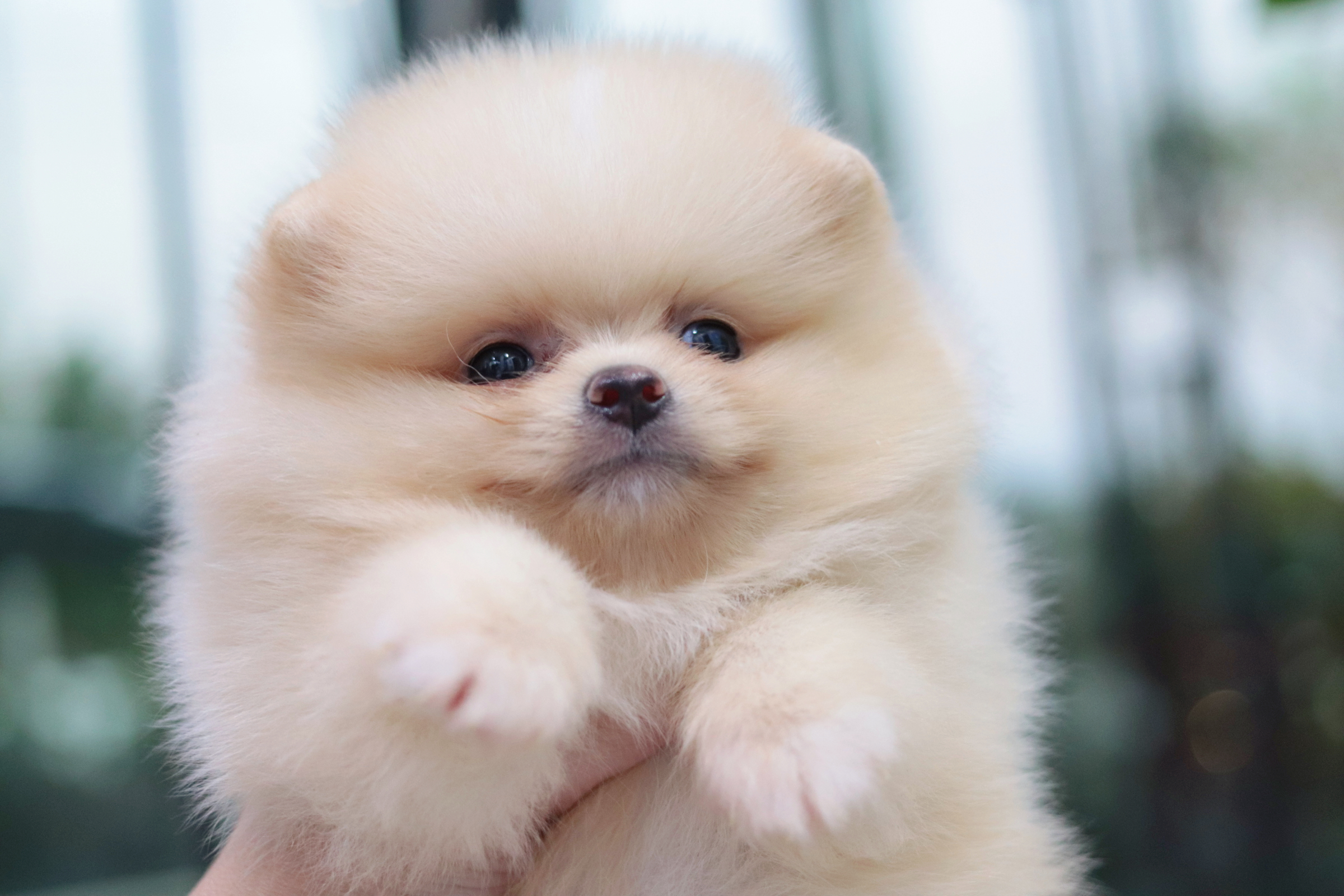 ปอมเมอเรเนียน เพศผู้สีครีม