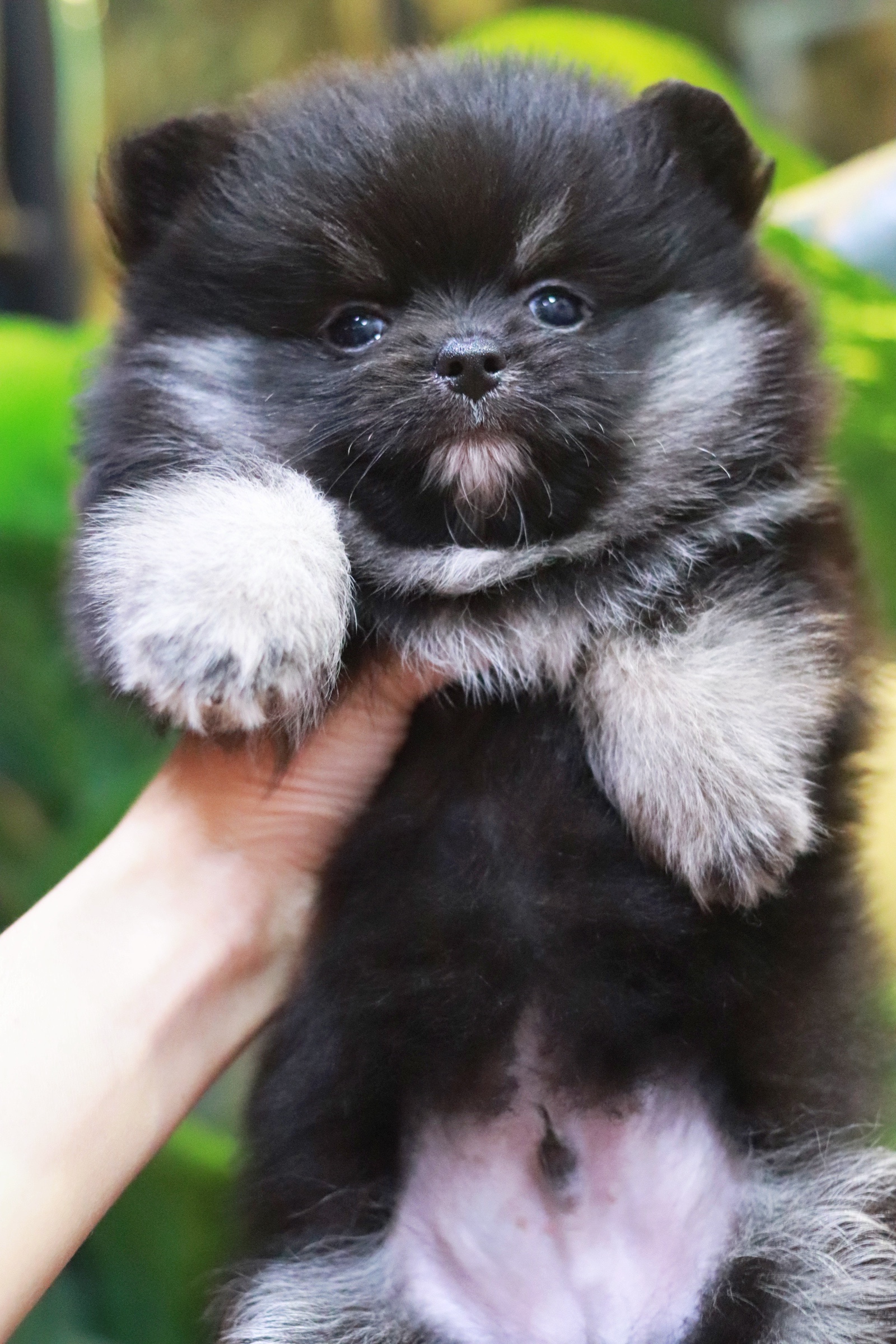 ปอมเมอเรเนียน เพศผู้ แบล็คแทน