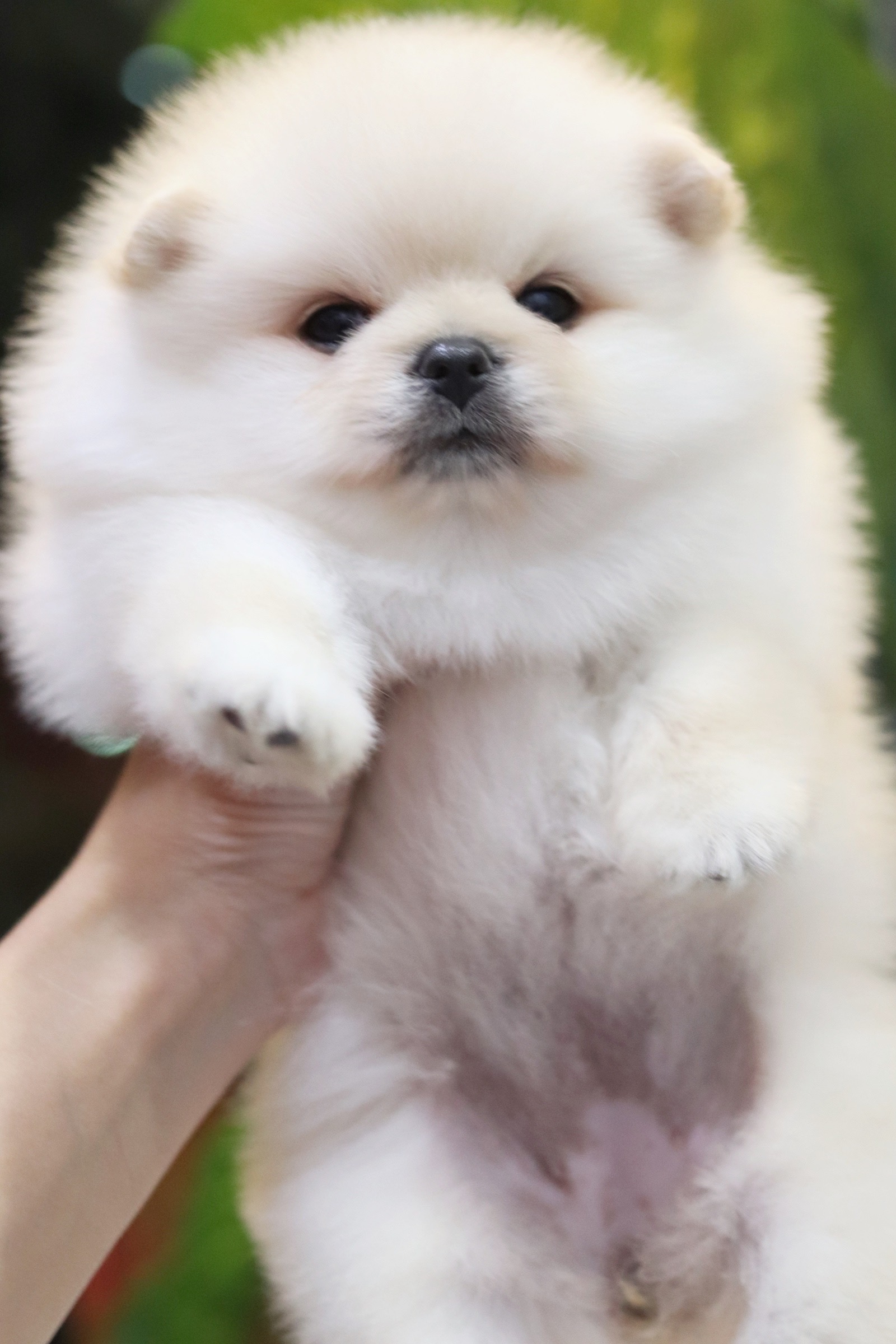 ปอมเมอเรเนียน เพศเมียขาวครีม