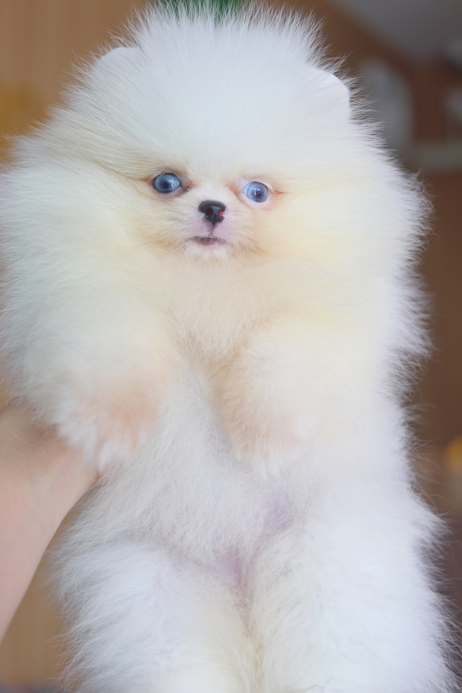 ปอมเมอเรเนียน เพศเมียสีแฟนซีเกรดโชว์ตาสีฟ้า