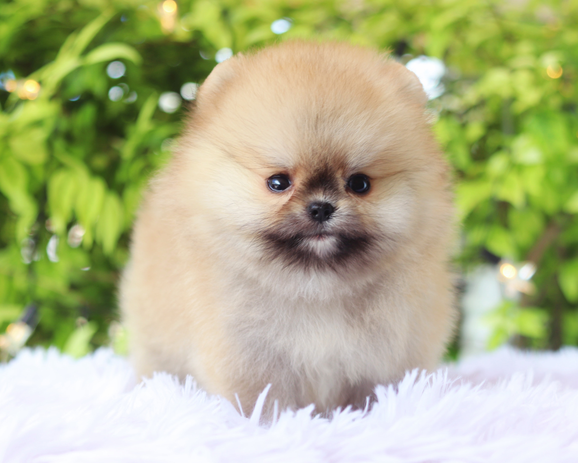 ปอมเมอเรเนียน เพศผู้ สีส้ม เกรดโชว์