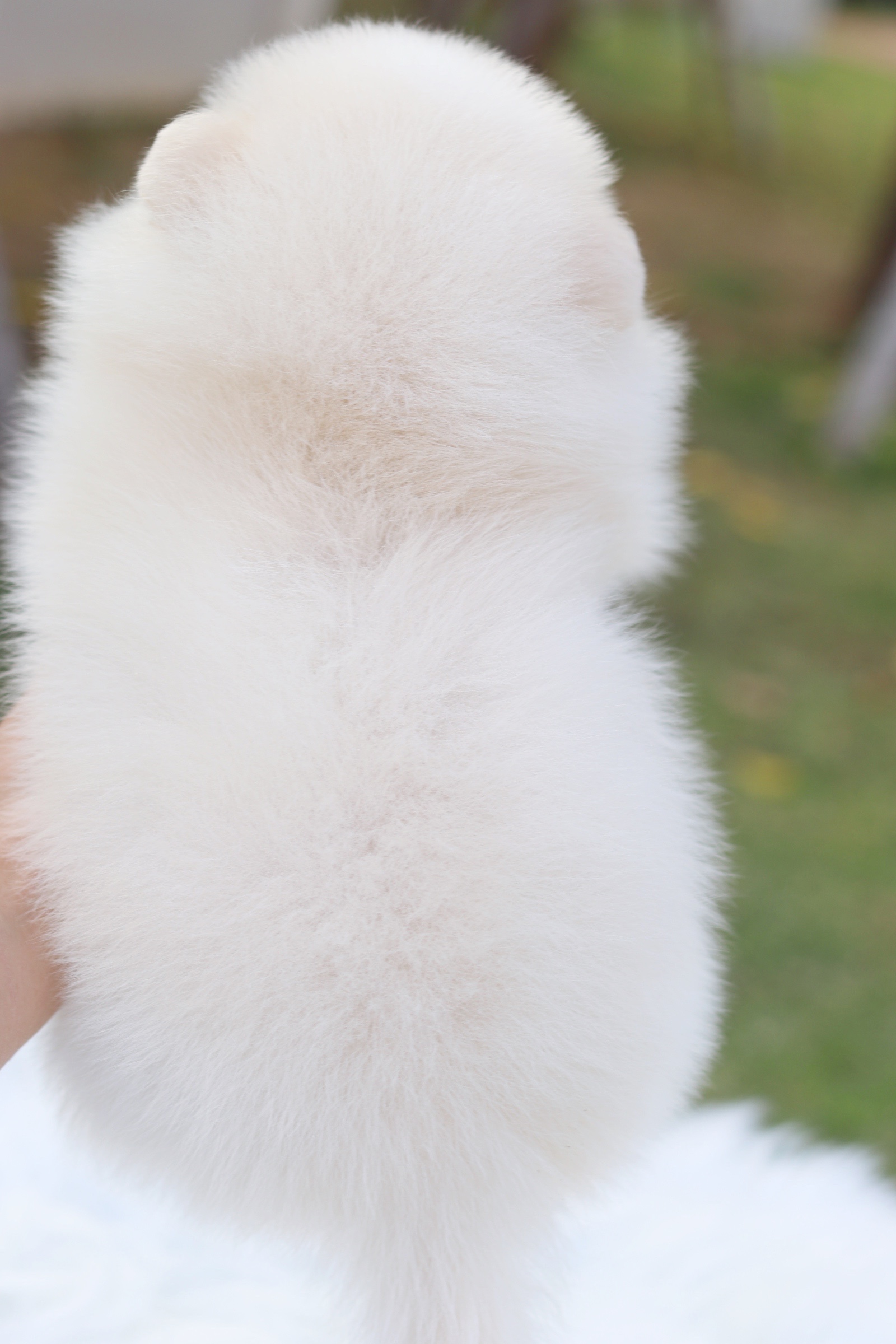 ปอมเมอเรเนียน เพศผู้ สีขาวครีม