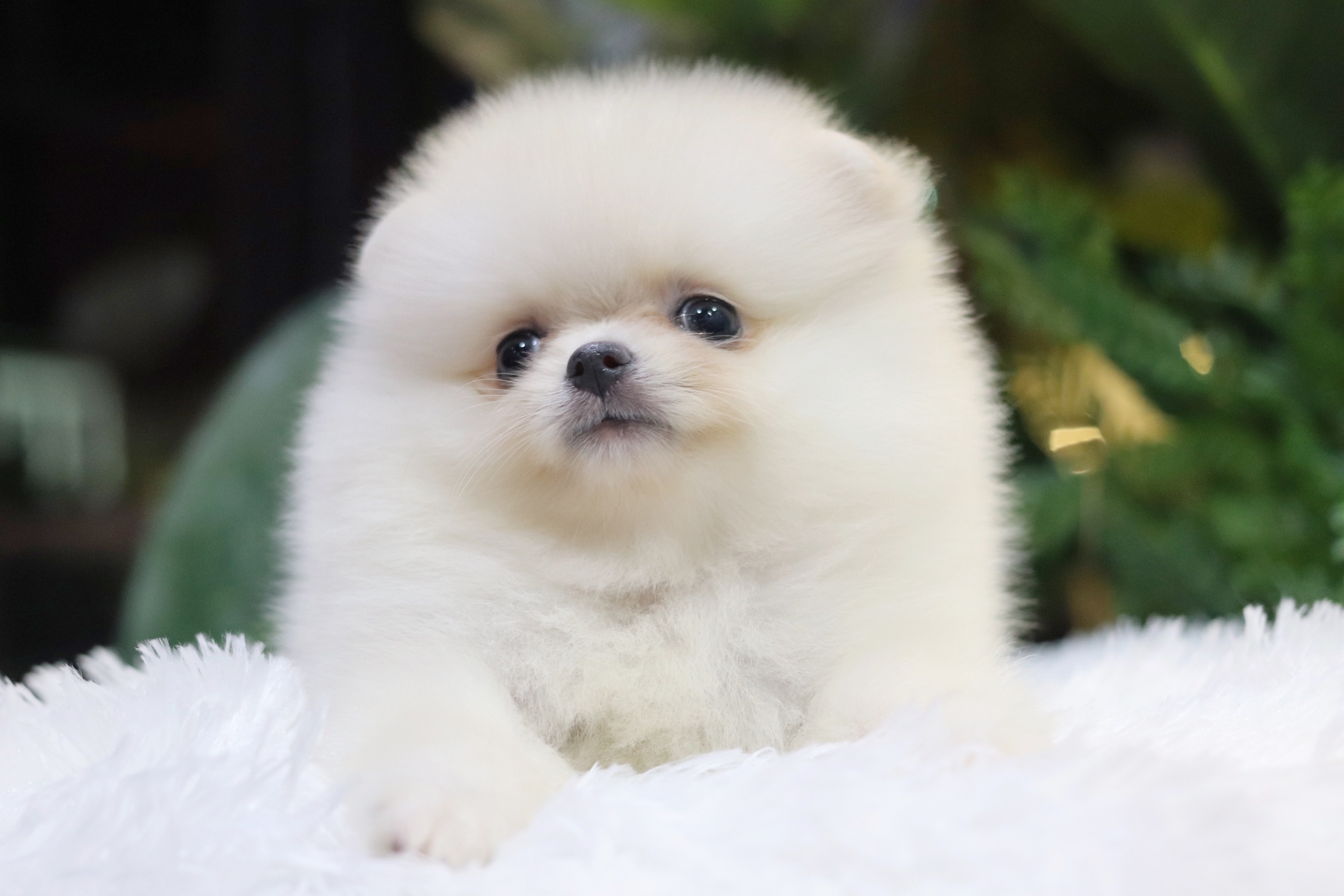 ปอมเมอเรเนียน เพศเมียสีขาวครีม