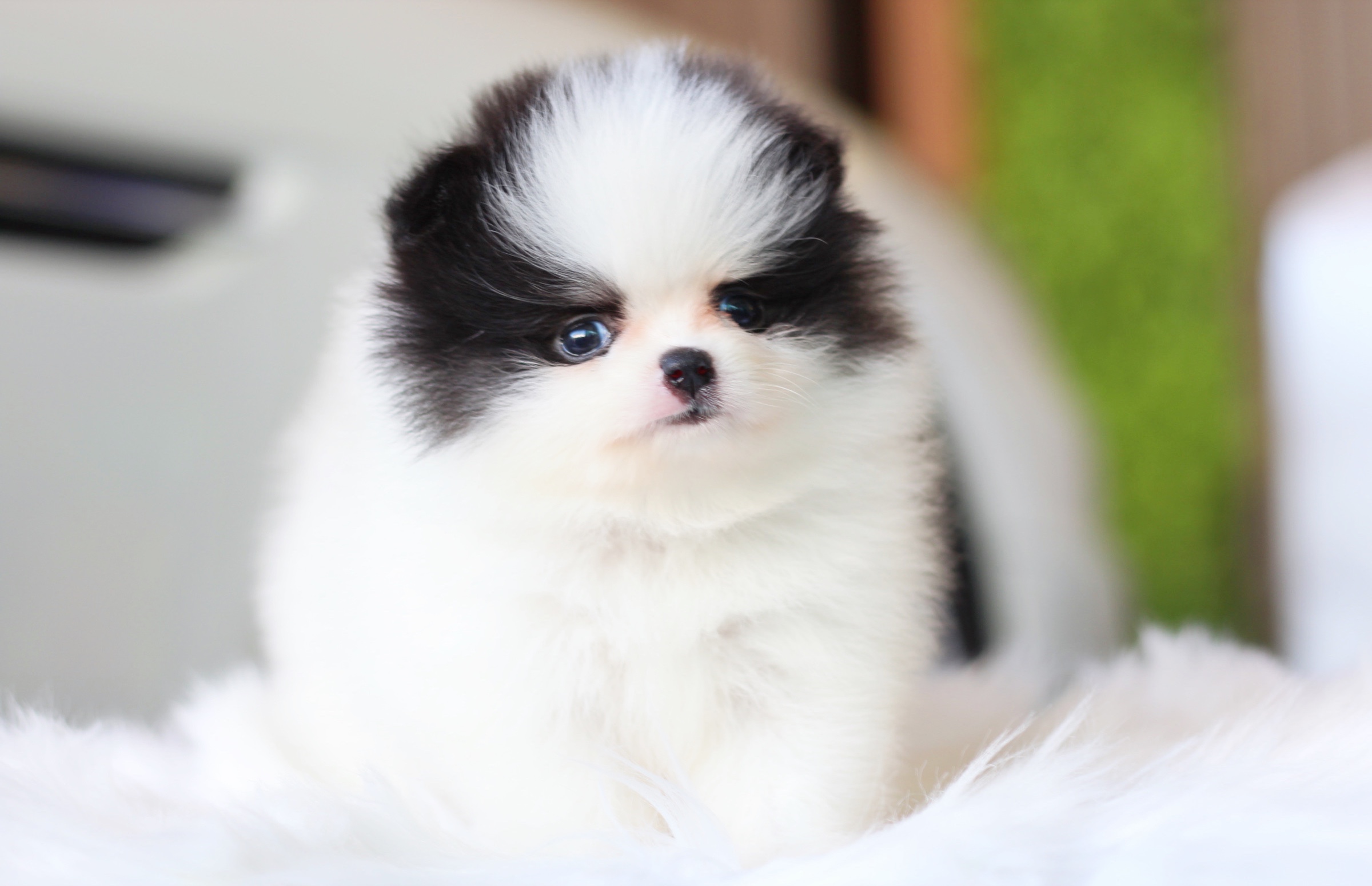 ปอมเมอเรเนียน เพศเมียสีแฟนซี