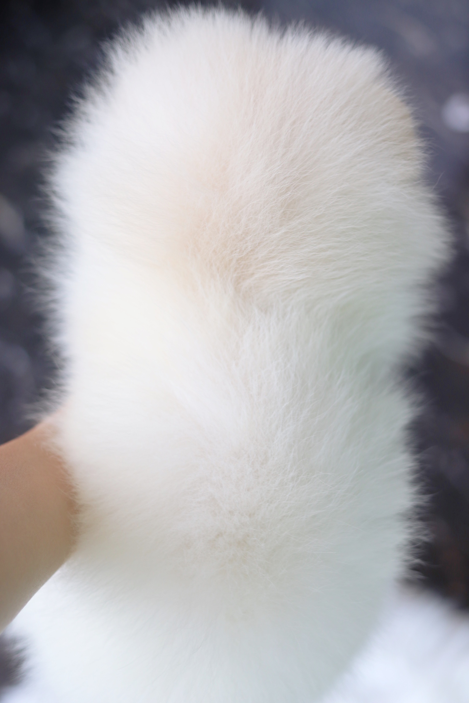 ปอมเมอเรเนียน เพศผู้สีขาวครีม