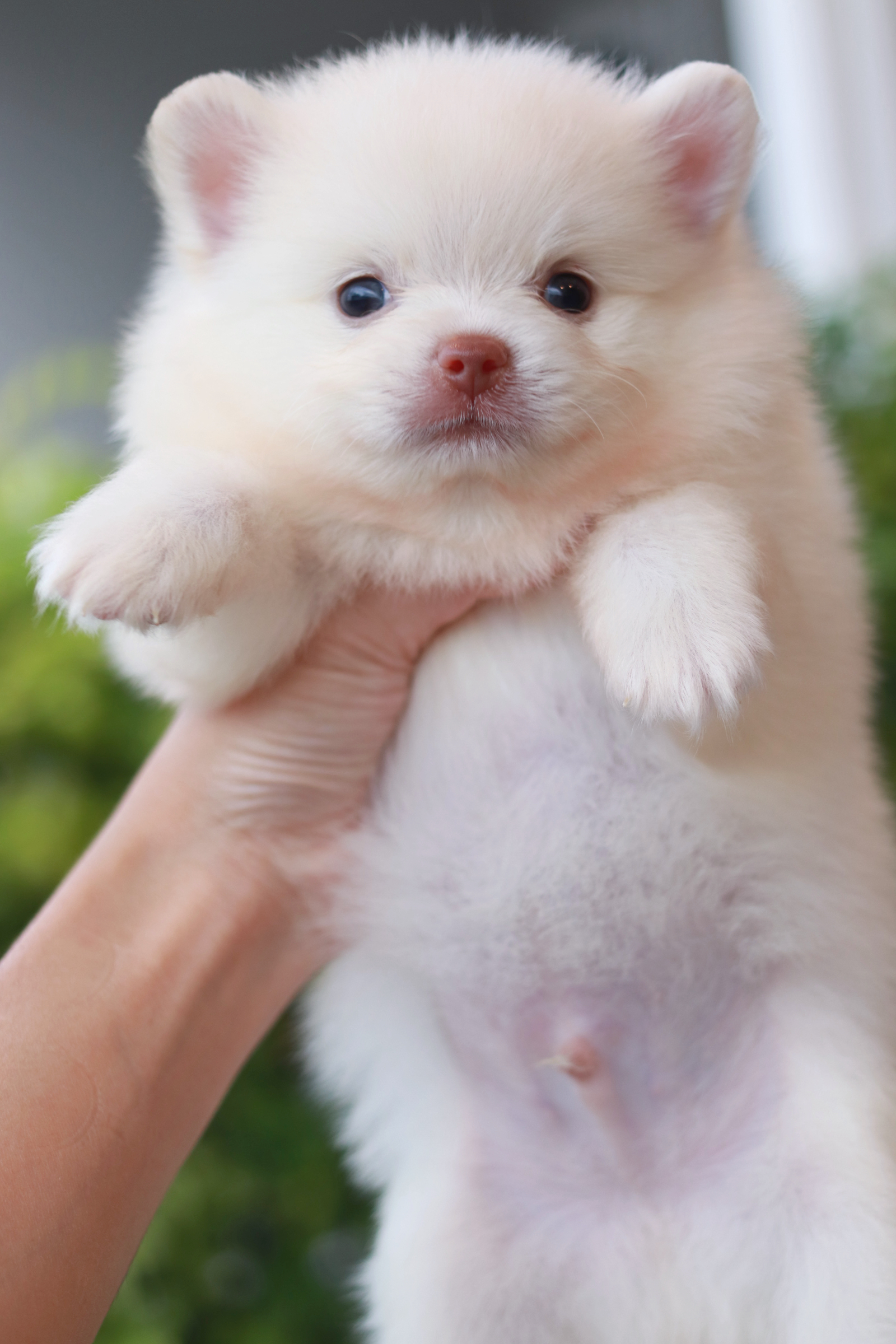 ปอมเมอเรเนียน เพศผู้ หน้าฟ็อก