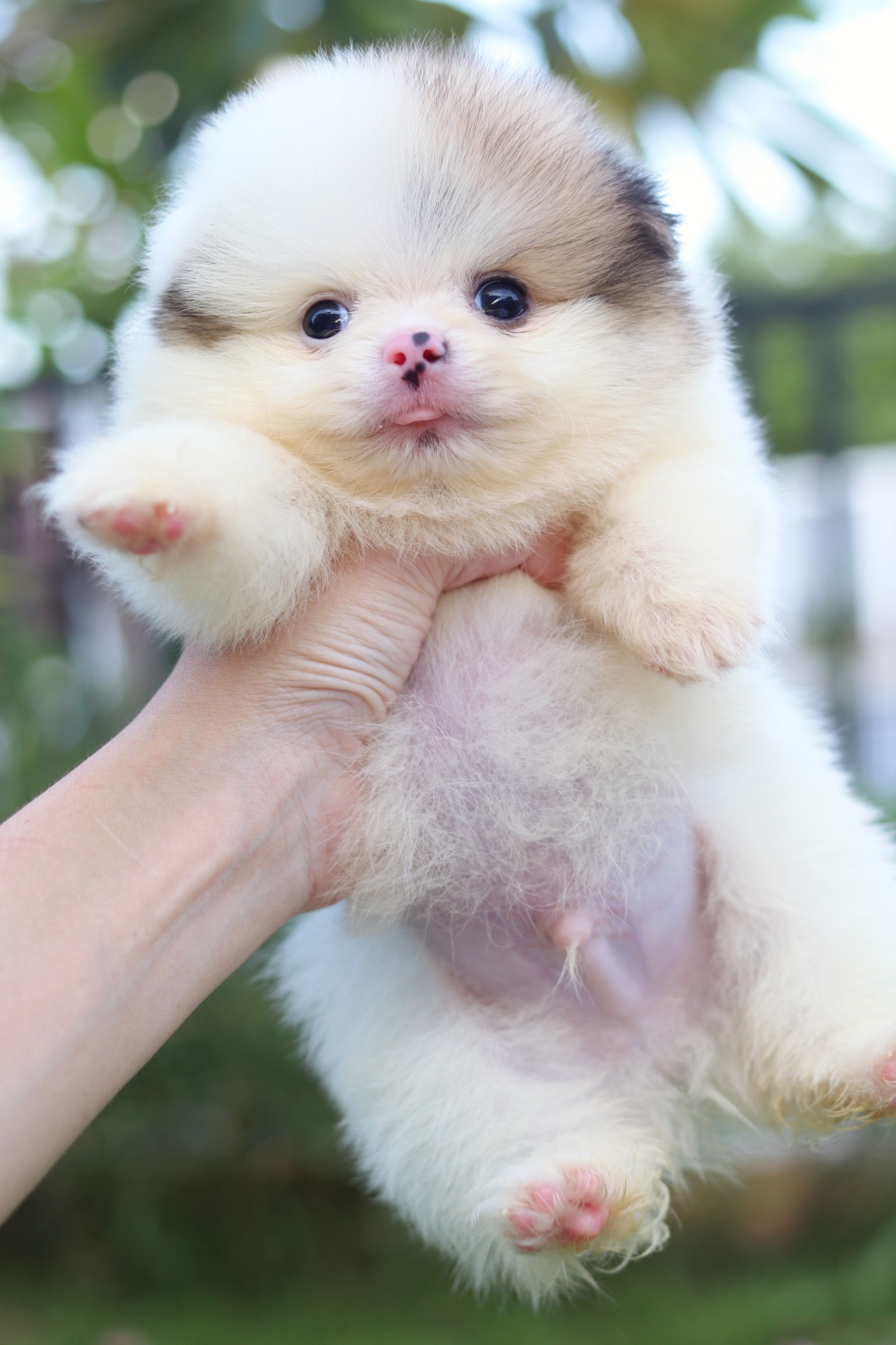 ปอมเมอเรเนียน เพศผู้ แฟนซีไซส์เล็ก