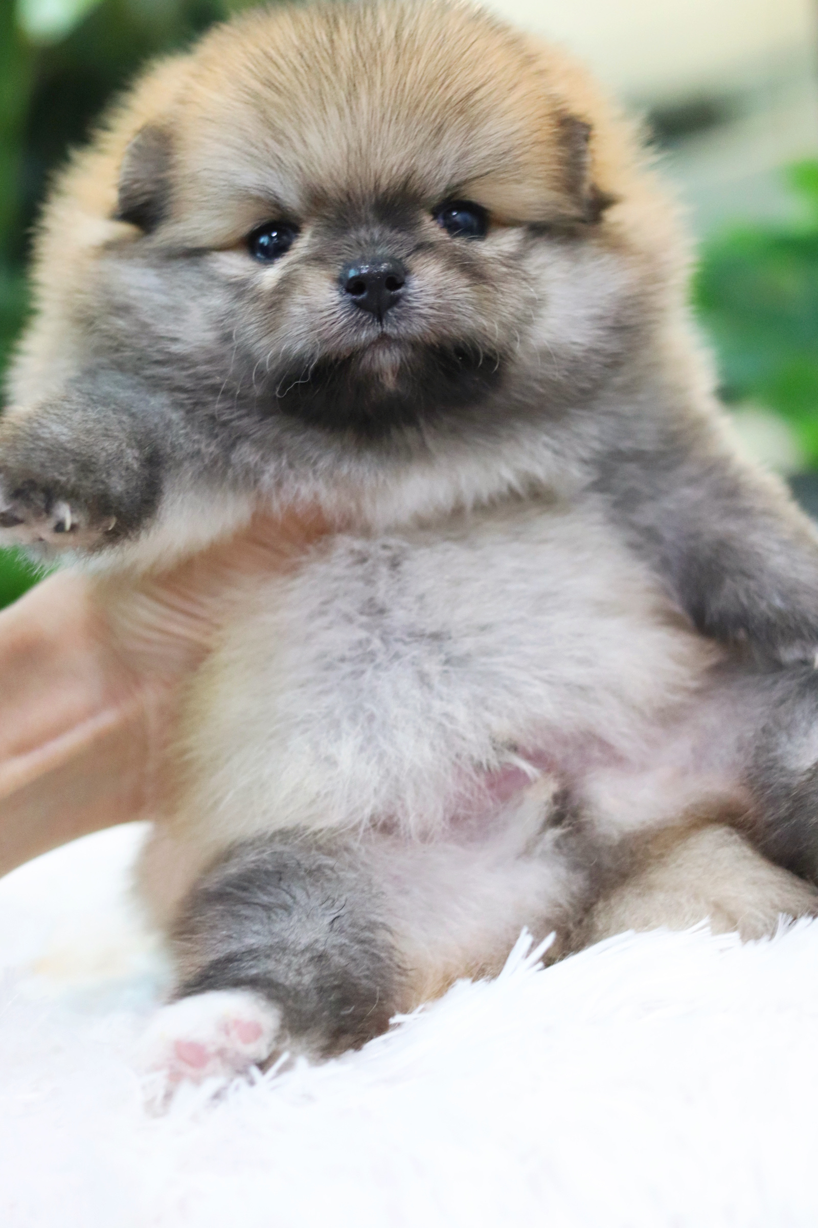 ปอมเมอเรเนียน เพศผู้ สีส้ม