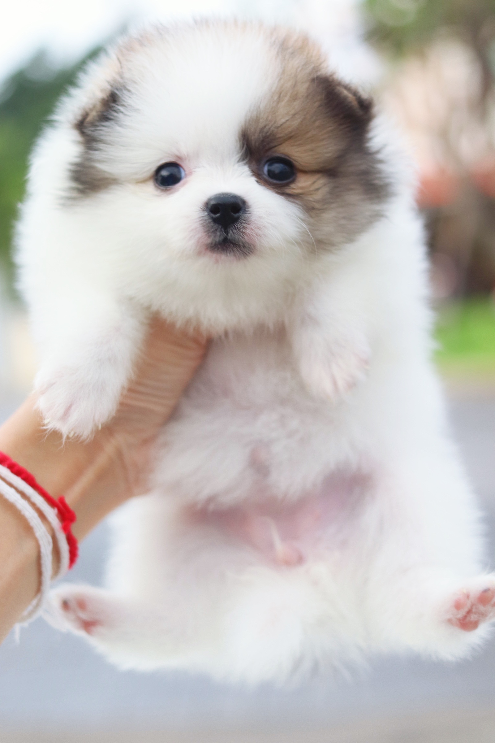 ปอมเมอเรเนียน เพศเมียสีแฟนซี