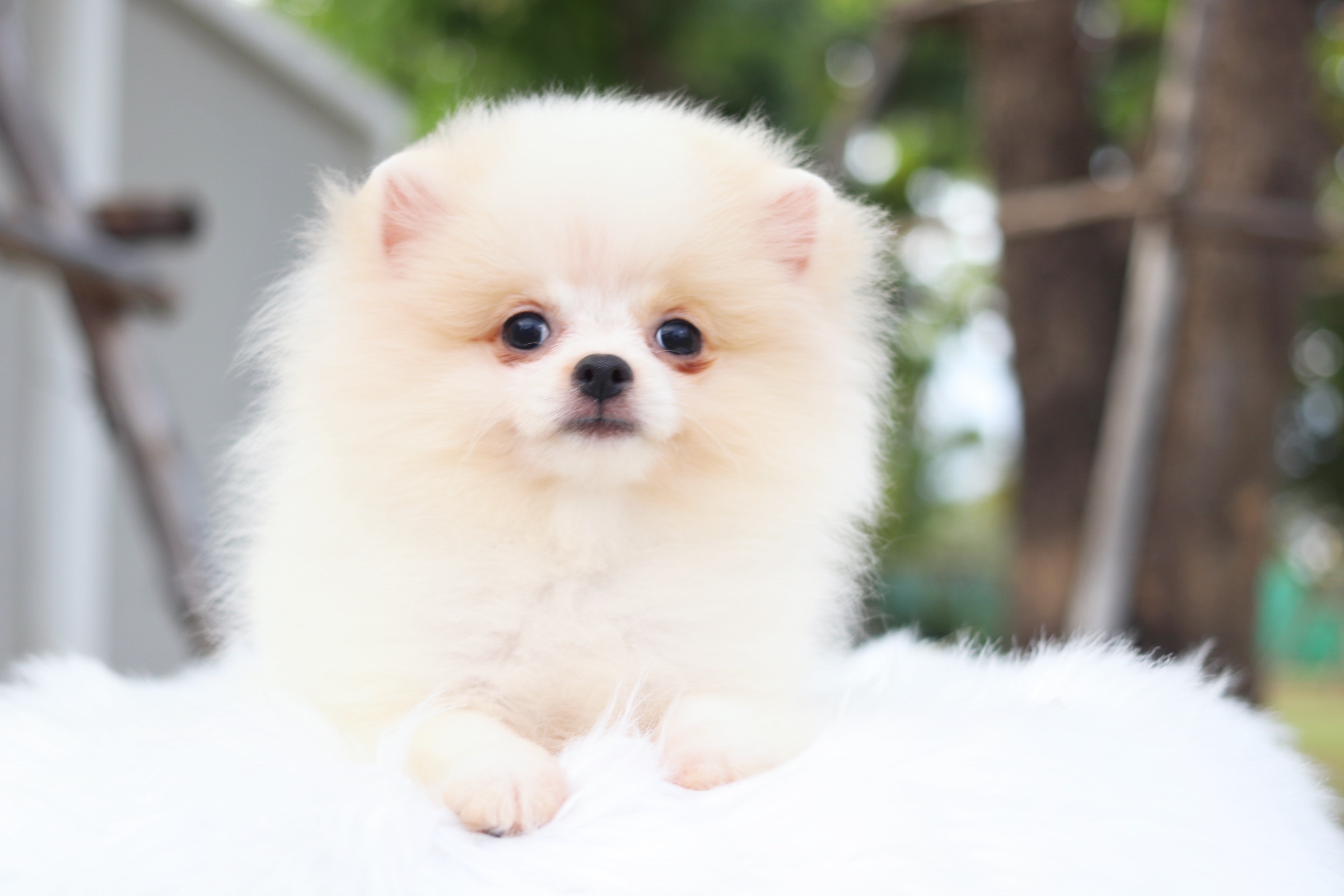 ปอมเมอเรเนียน เพศเมีย สีครีมสามเดือน