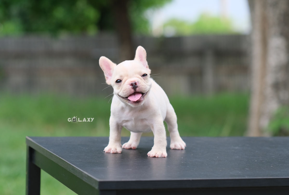 ลูกสาว สีครีม ยิ้มเก่ง ตัวเล็กสั้น หน้าตาน่ารัก สายเลือดดีทั้งสาย สถานะพร้อมย้ายบ้าน, ได้รับการฉีดวัคซีนรวมป้องกัน5โรค ,สุนัขร่างกายสมบูรณ์แข็งแรง สุขภาพจิตดีทุกตัว 092-9918888