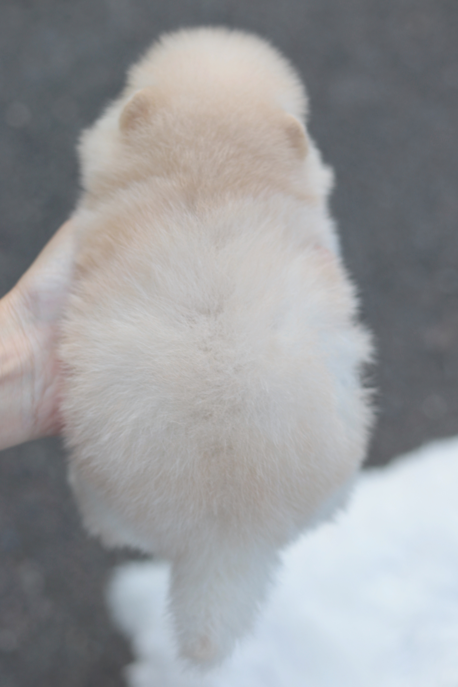 ปอมเมอเรเนียน เพศเมียขาวครีม