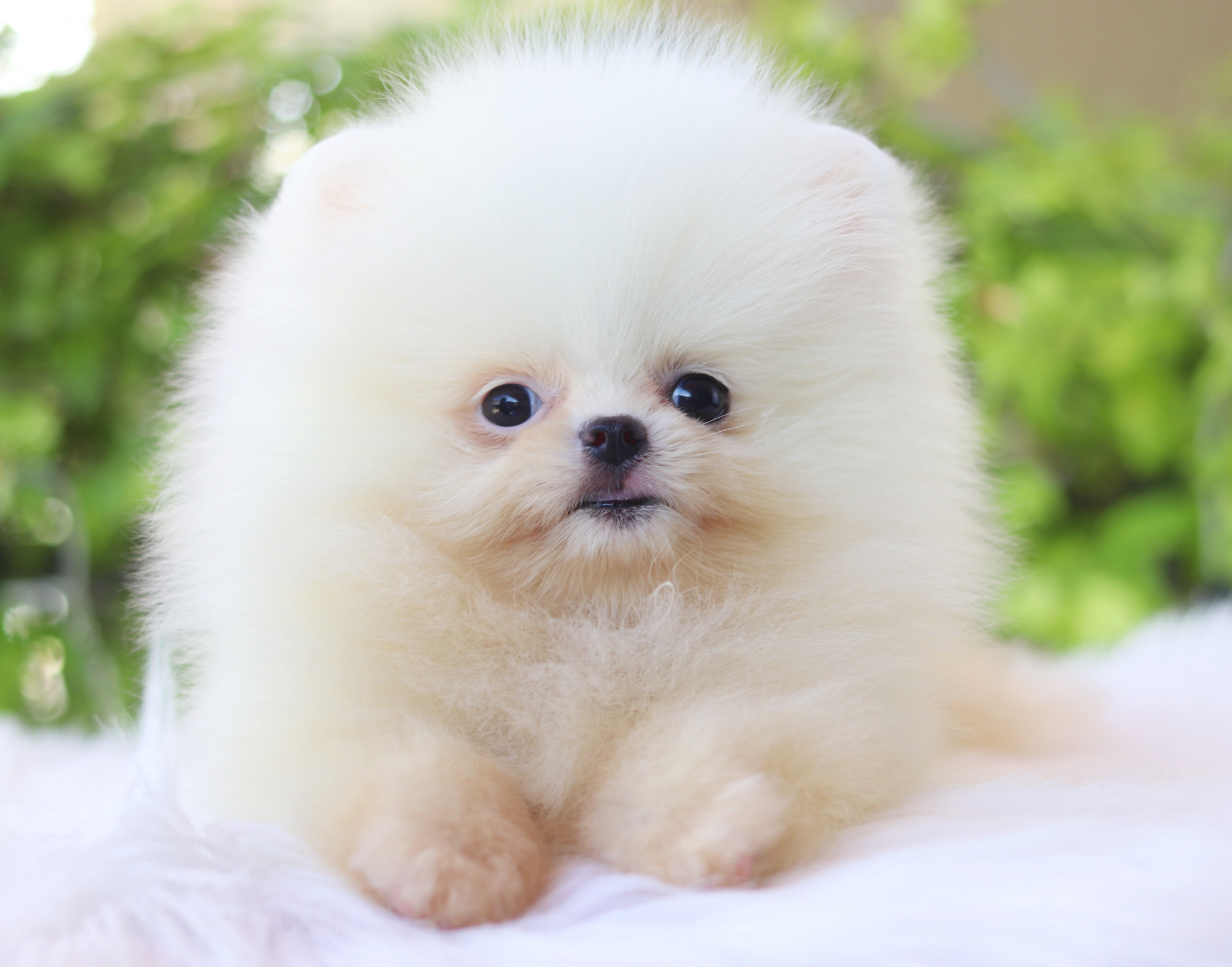 ปอมเมอเรเนียน เพศเมียสีขาวครีมเกรดโชว์