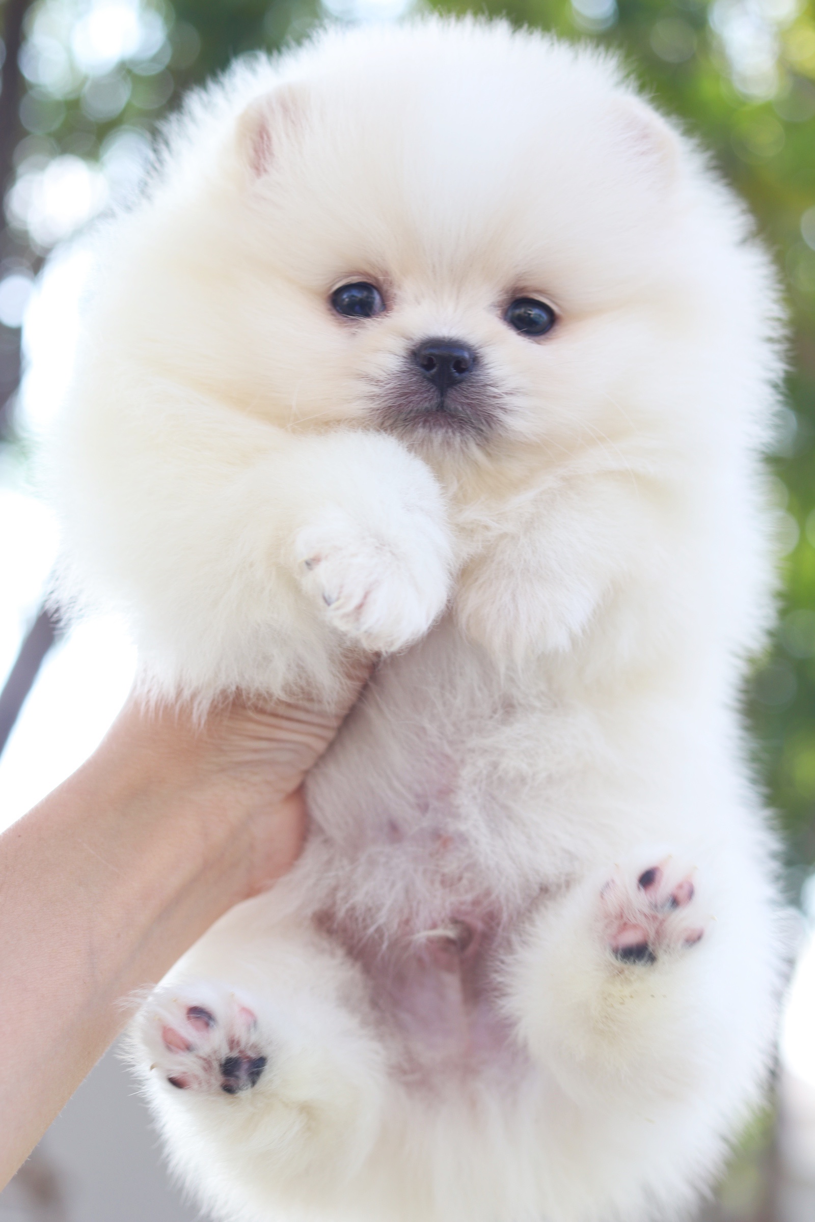 ปอมเมอเรเนียน เพศผู้ สีขาวครีม