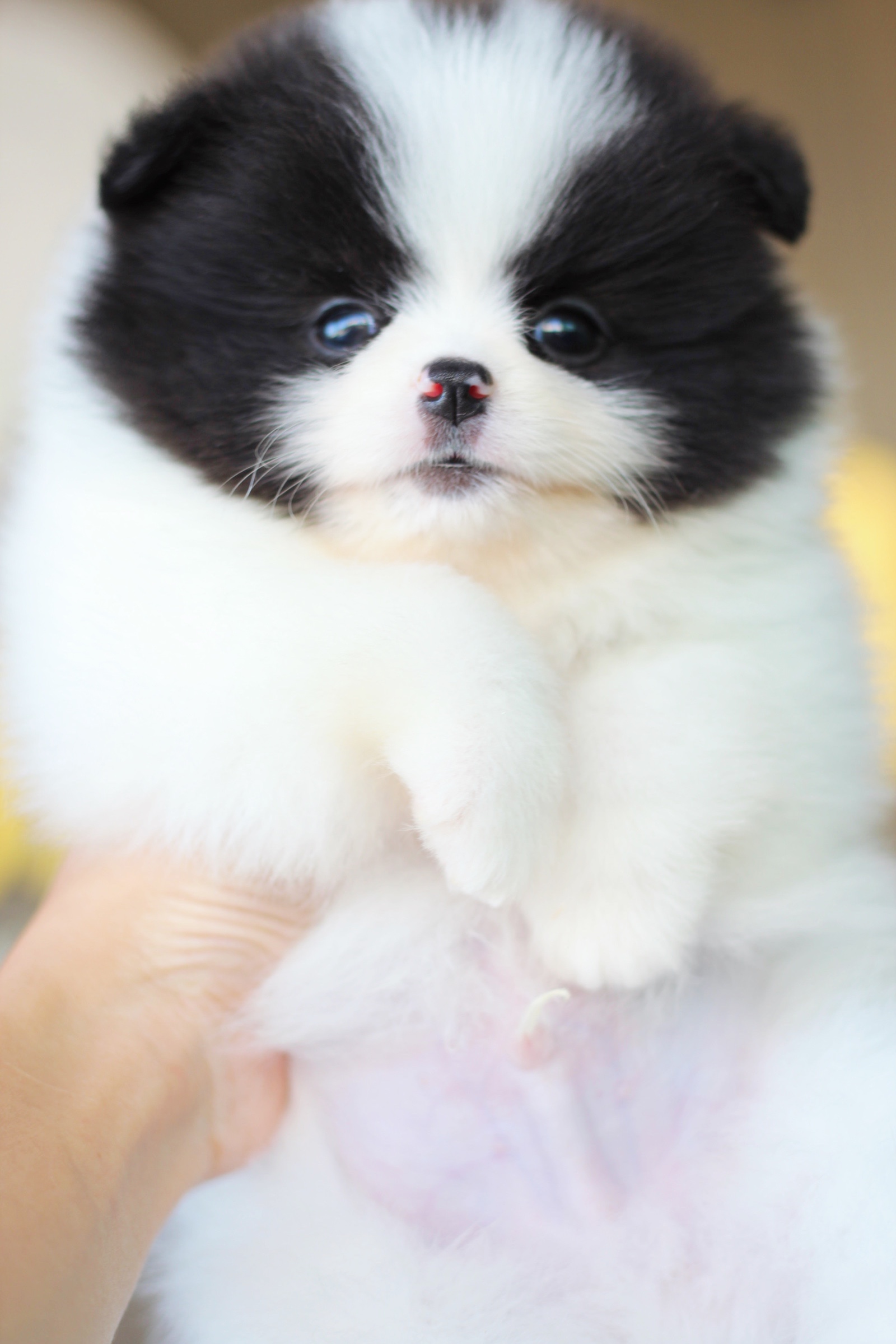 ปอมเมอเรเนียน เพศผู้ สีแฟนซี