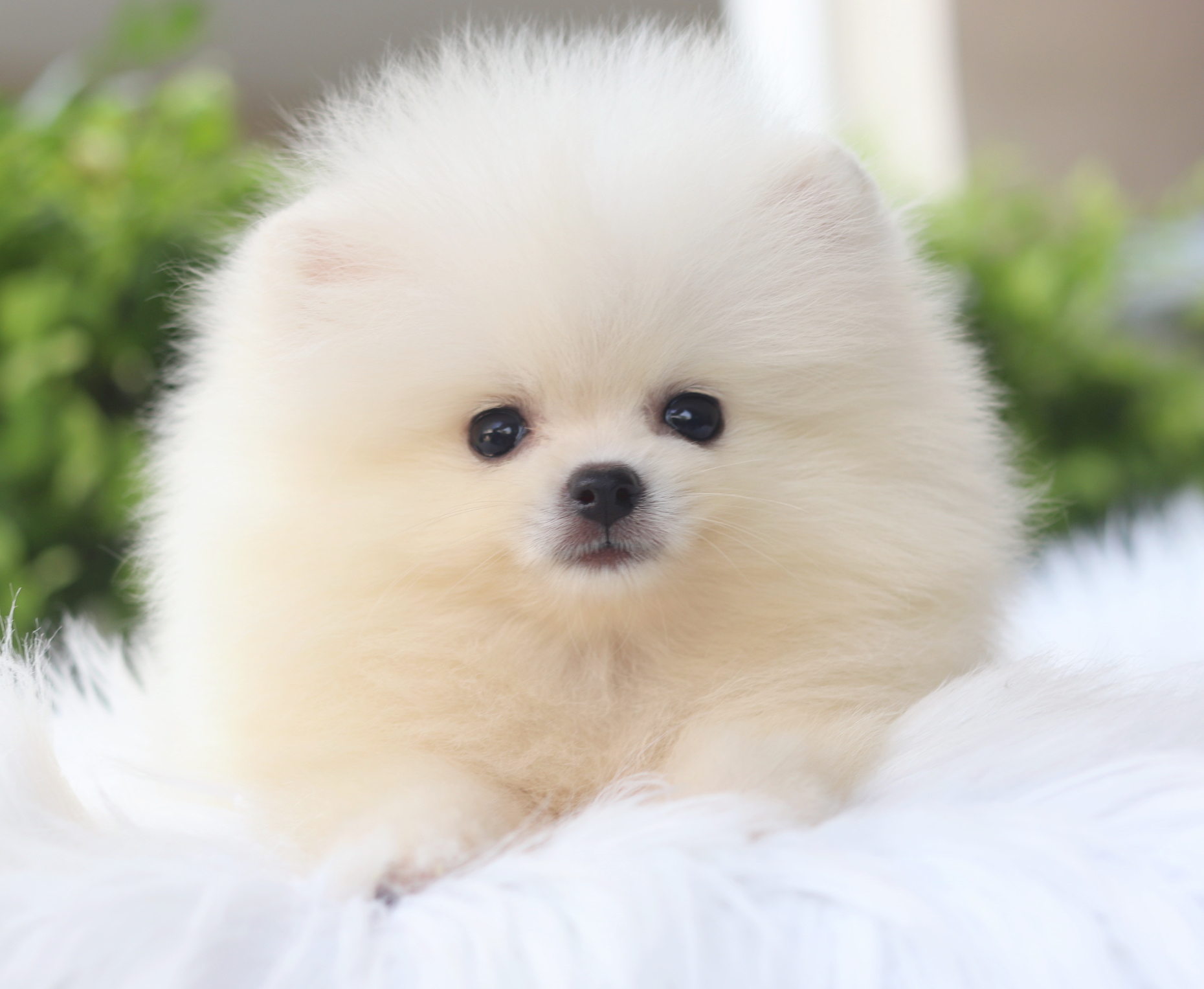 ปอมเมอเรเนียน เพศผู้สีครีม