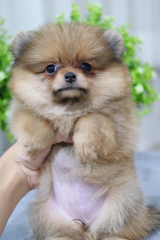 ปอมเมอเรเนียน เพศเมีย