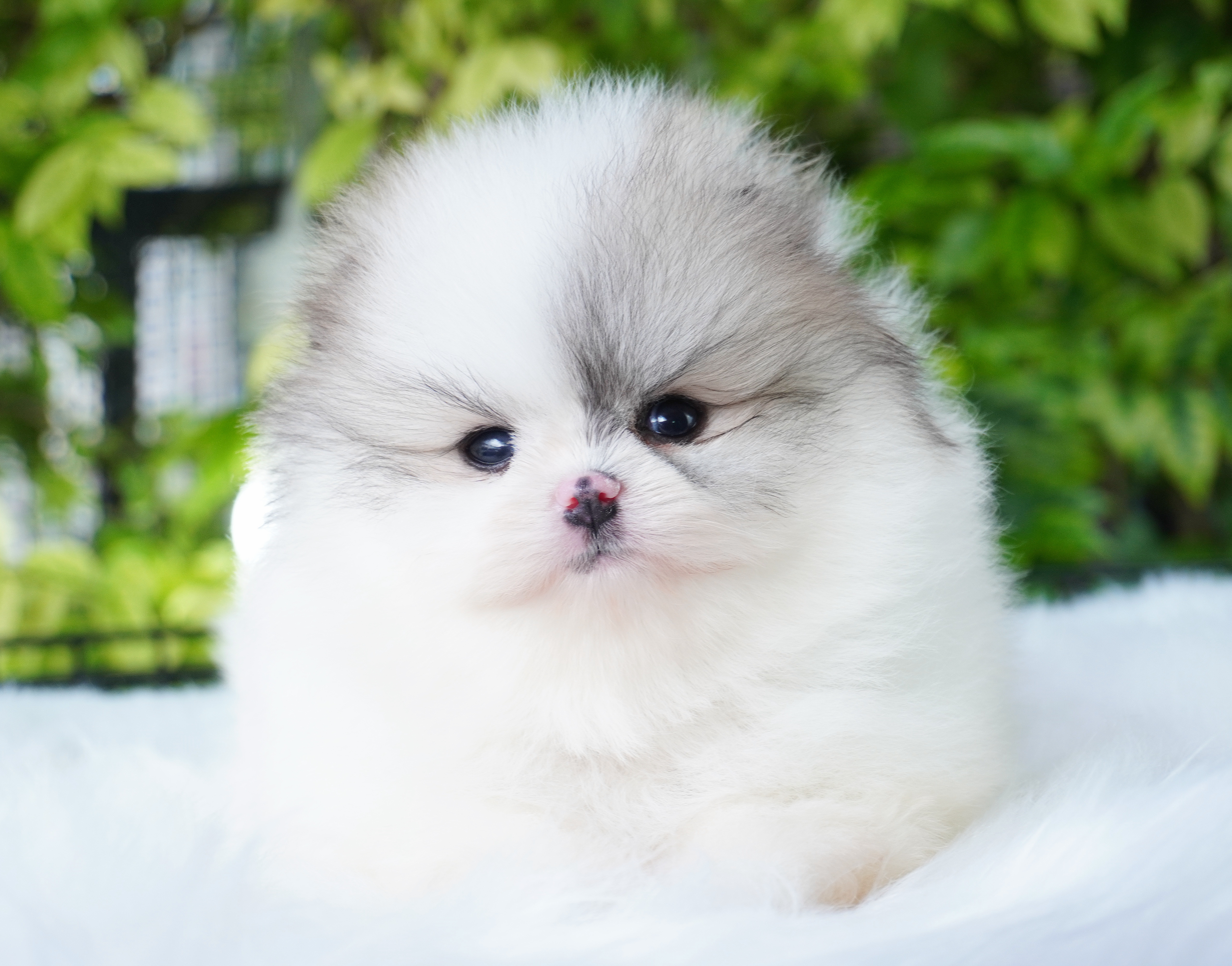 ปอมเมอเรเนียน เพศผู้สีแฟนซี เกรดโชว์