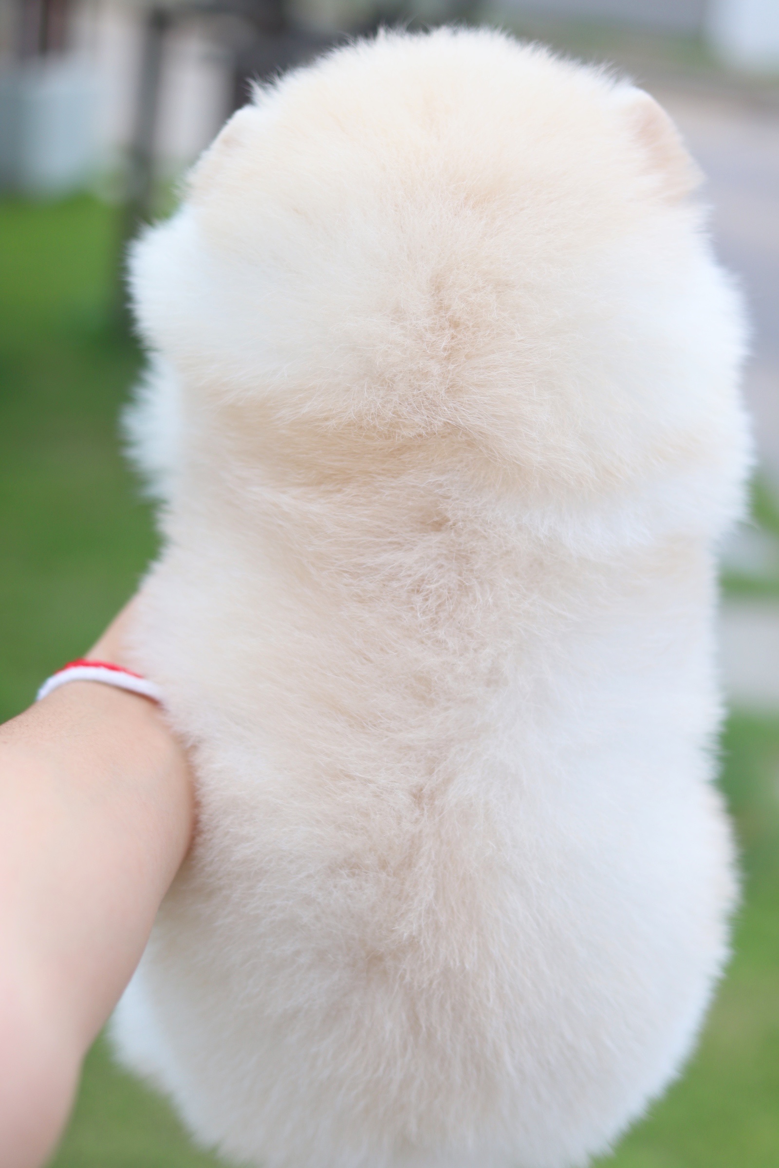 ปอมเมอเรเนียน เพศเมียสีครีม