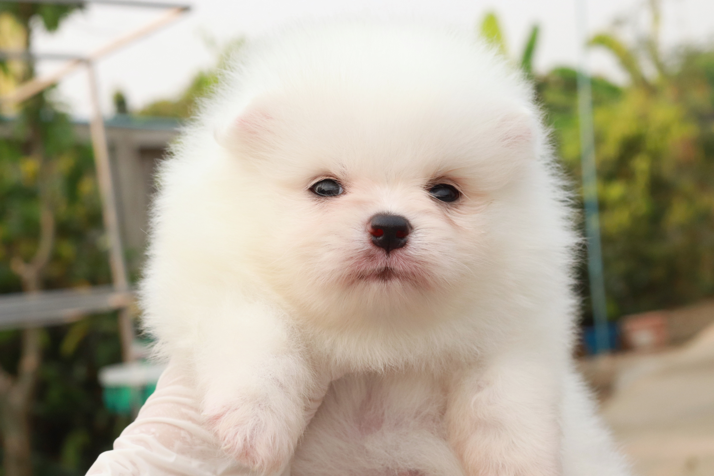 ปอมเมอเรเนียน เพศผู้ สีขาวสำลี