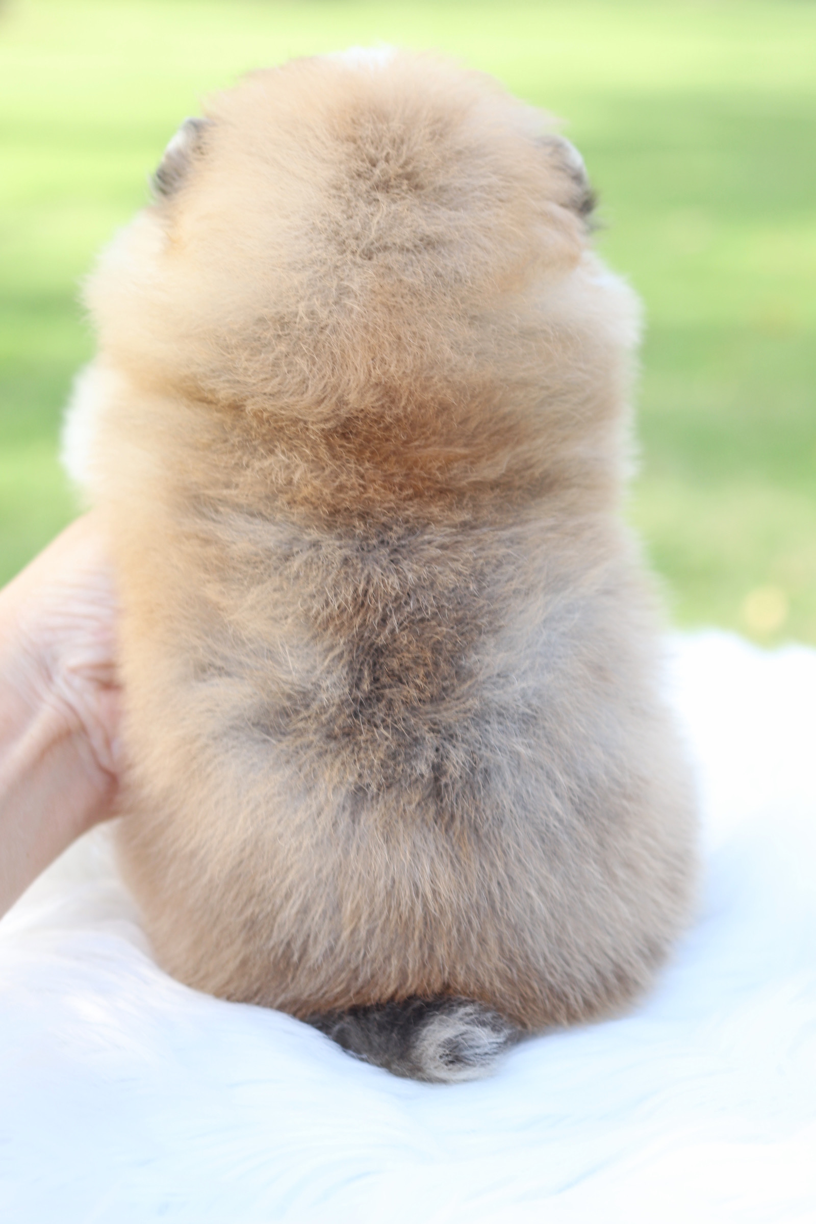 ปอมเมอเรเนียน เพศเมียสีแฟนซี เกรดโชว์ ตาฟ้าคู่