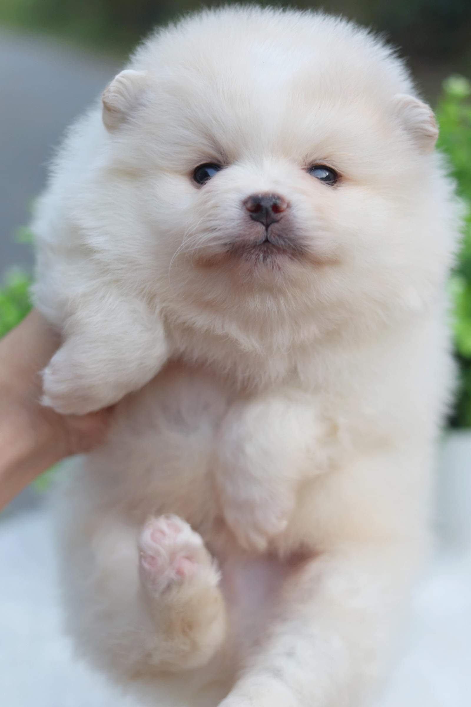 ปอมเมอเรเนียน เพศผู้