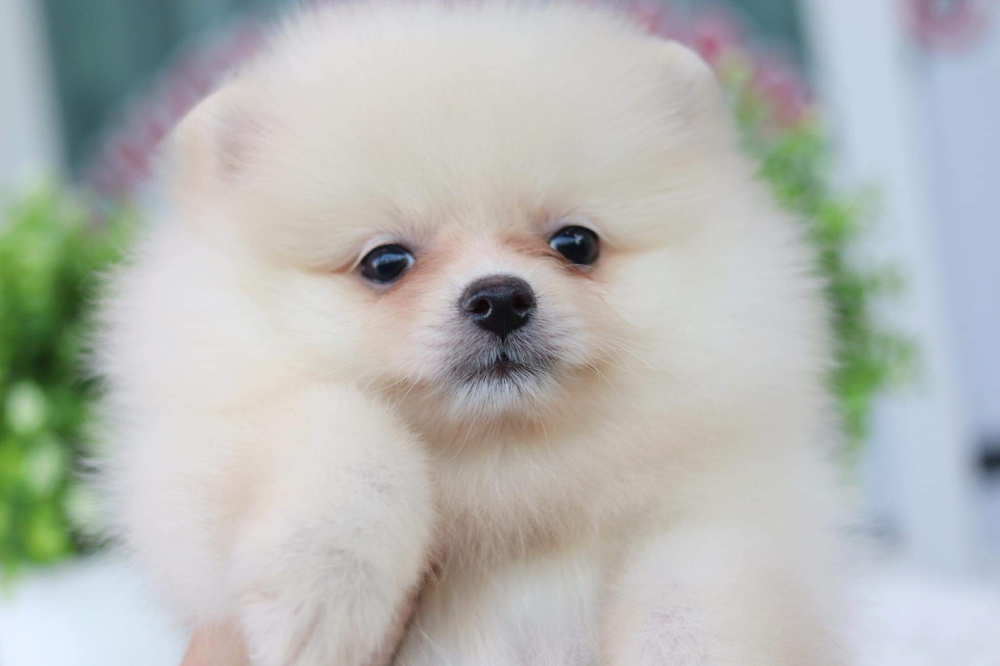 ปอมเมอเรเนียน เพศผู้