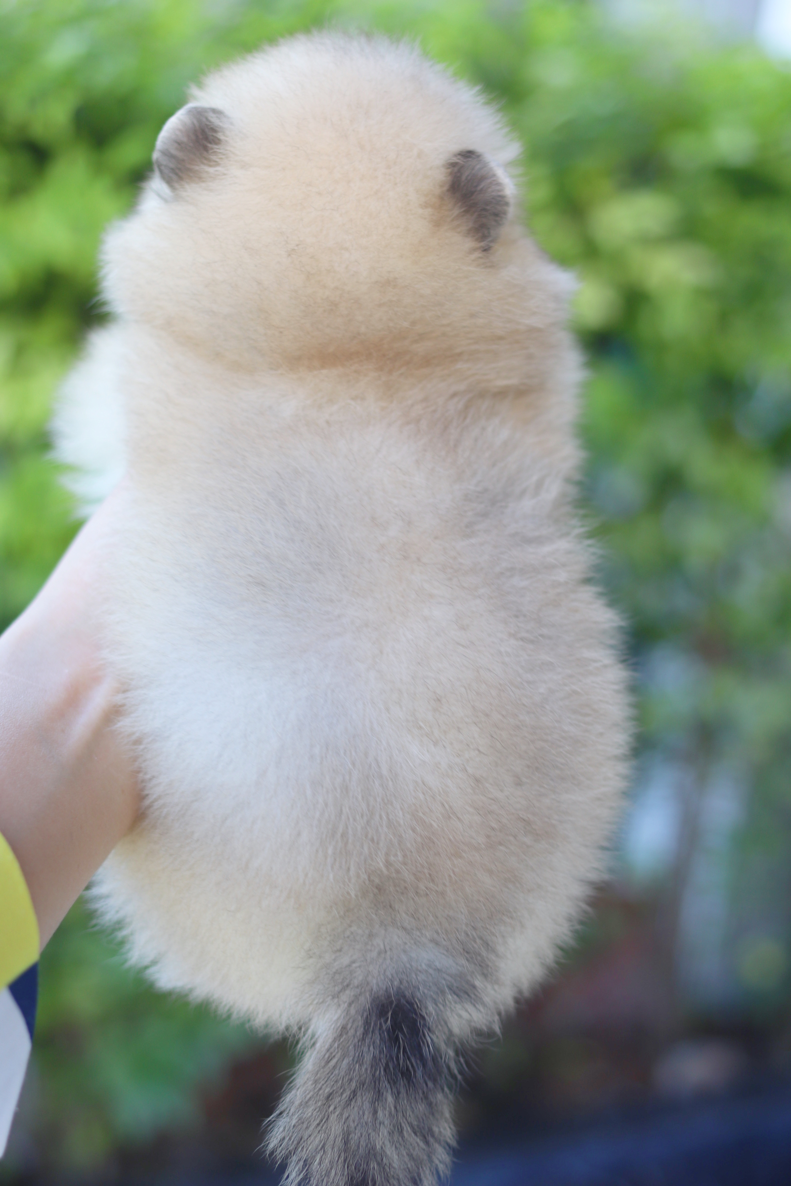 ปอมเมอเรเนียน เพศผู้สีส้ม