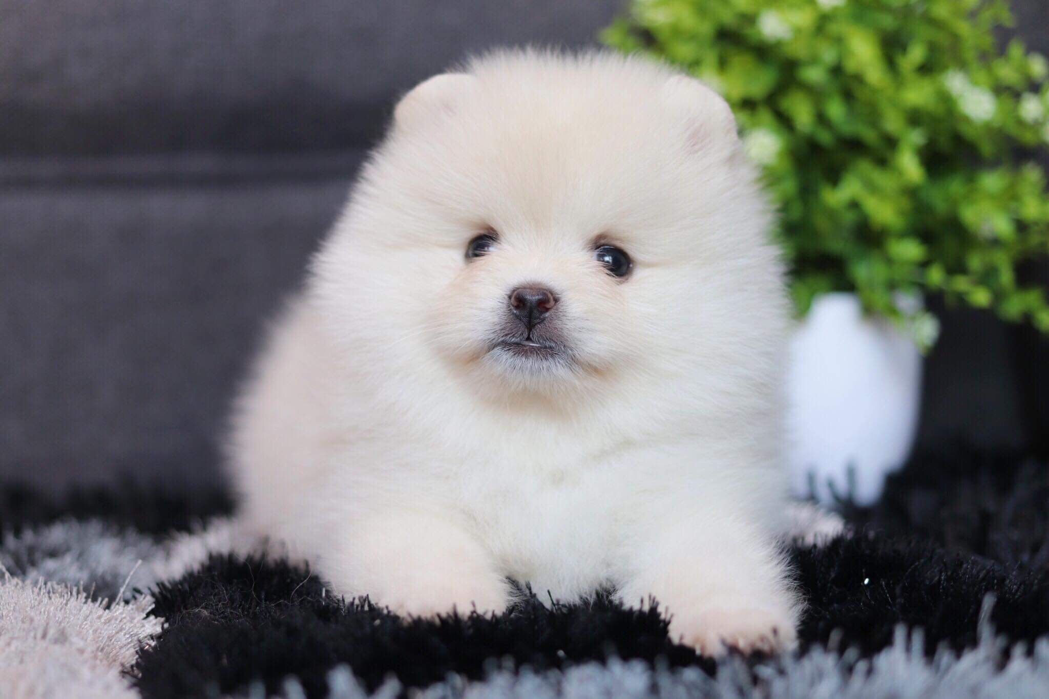 ปอมเมอเรเนียน เพศเมีย