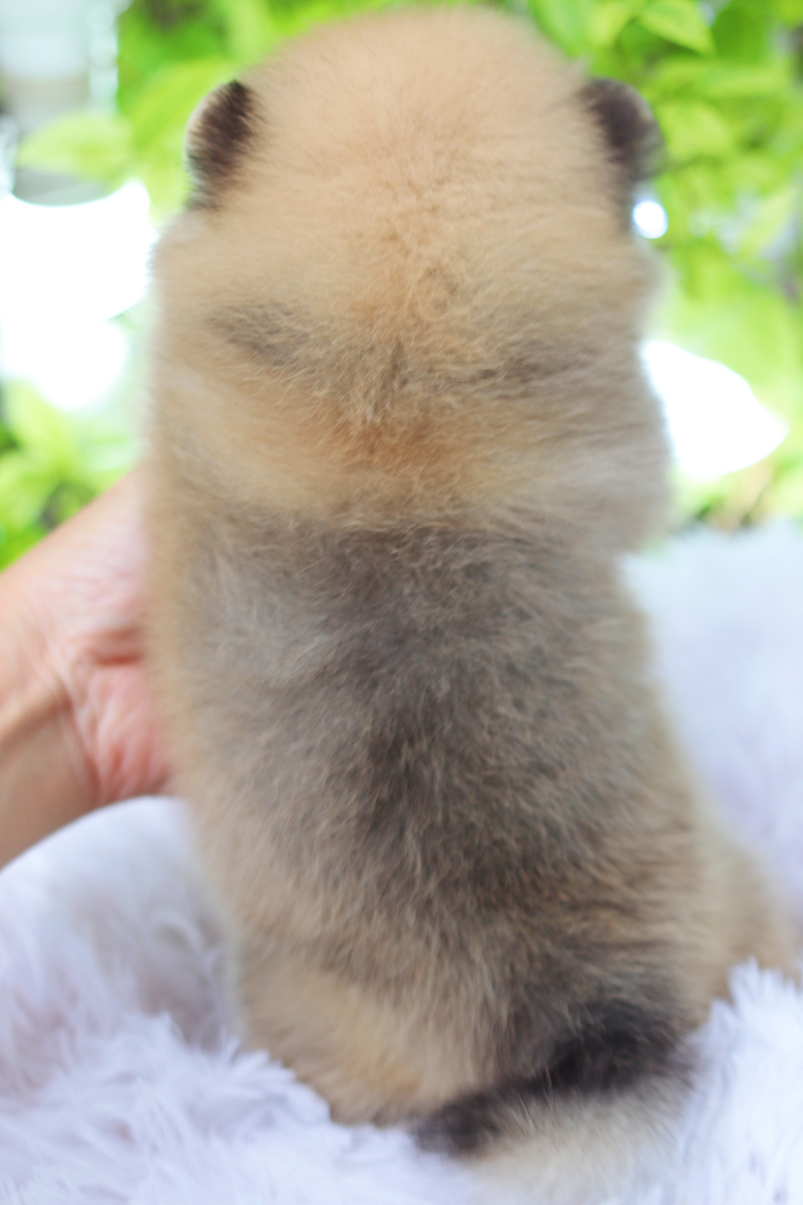 ปอมเมอเรเนียน เพศผู้สีส้ม