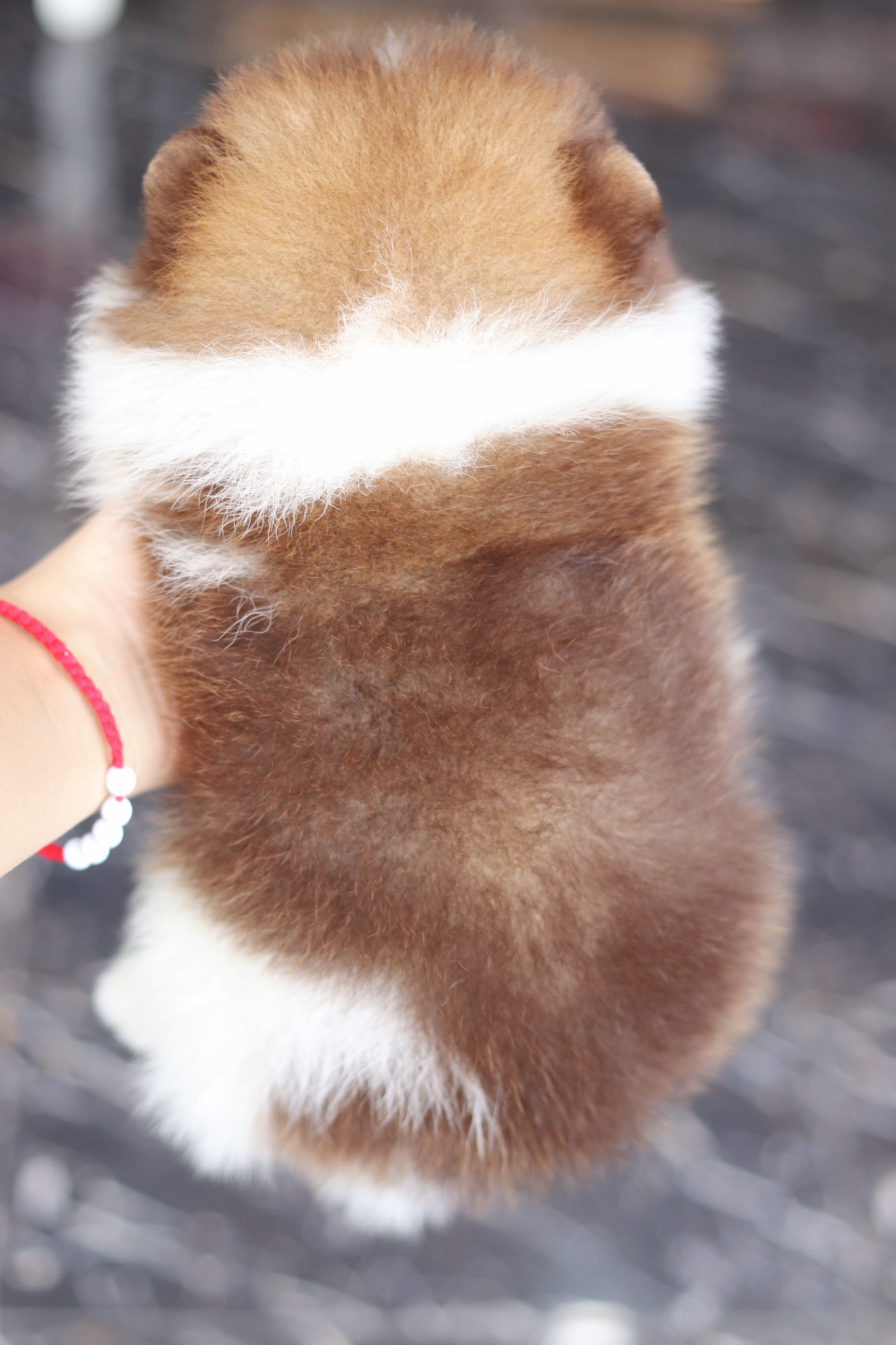 ปอมเมอเรเนียน เพศเมียสีแฟนซี เกรดโชว์