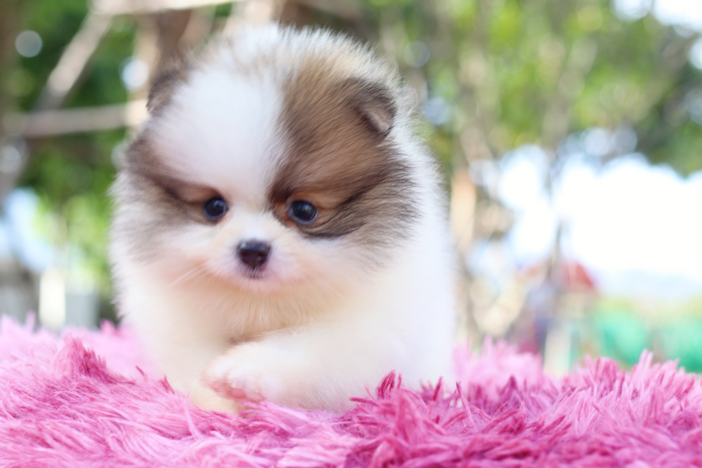 ปอมเมอเรเนียน เพศเมีย สีแฟนซี