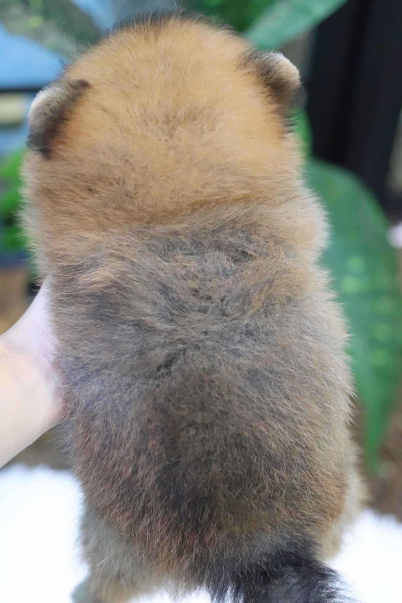 ปอมเมอเรเนียน เพศเมียสีส้ม