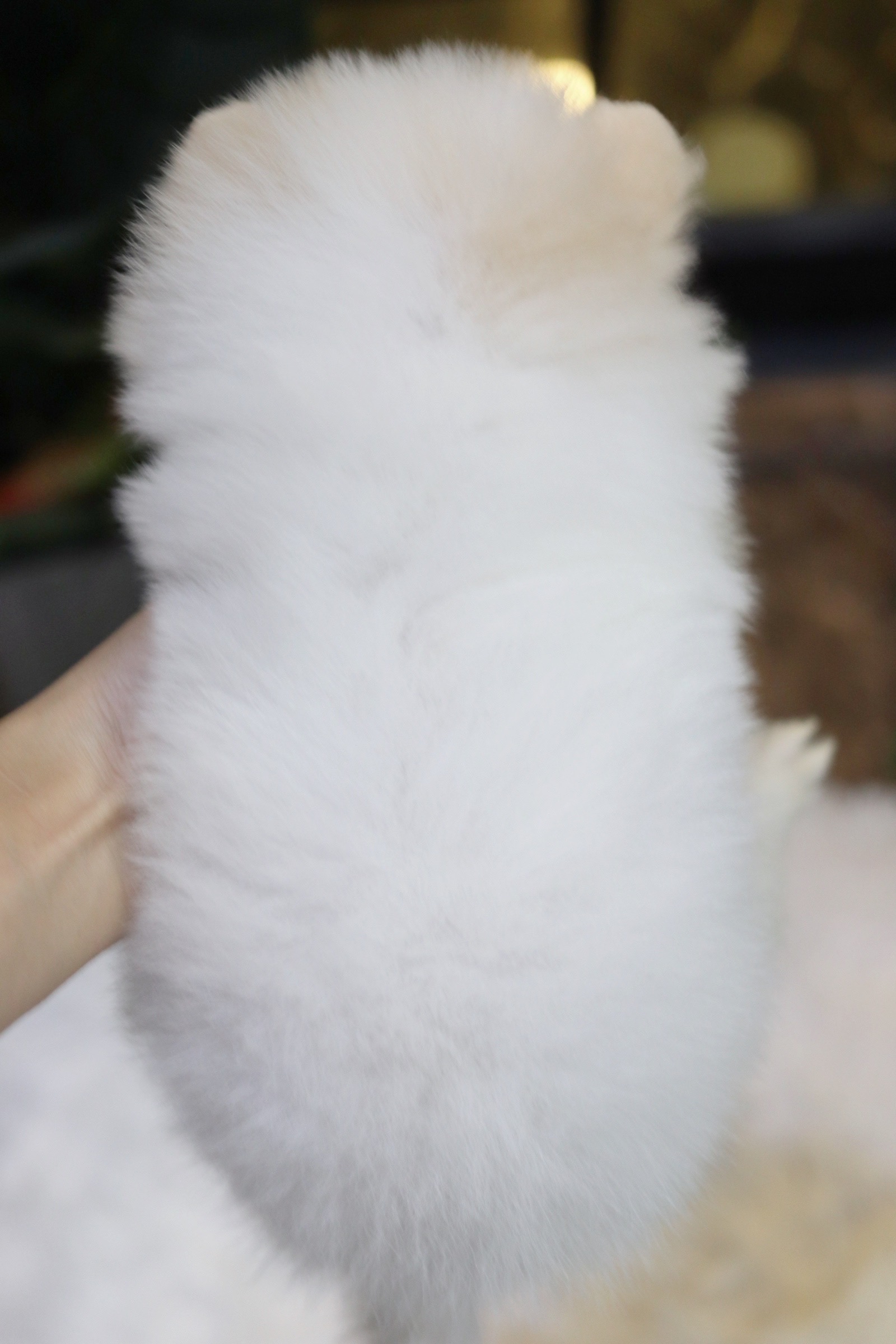 ปอมเมอเรเนียน เพศผู้ ขาวครีม