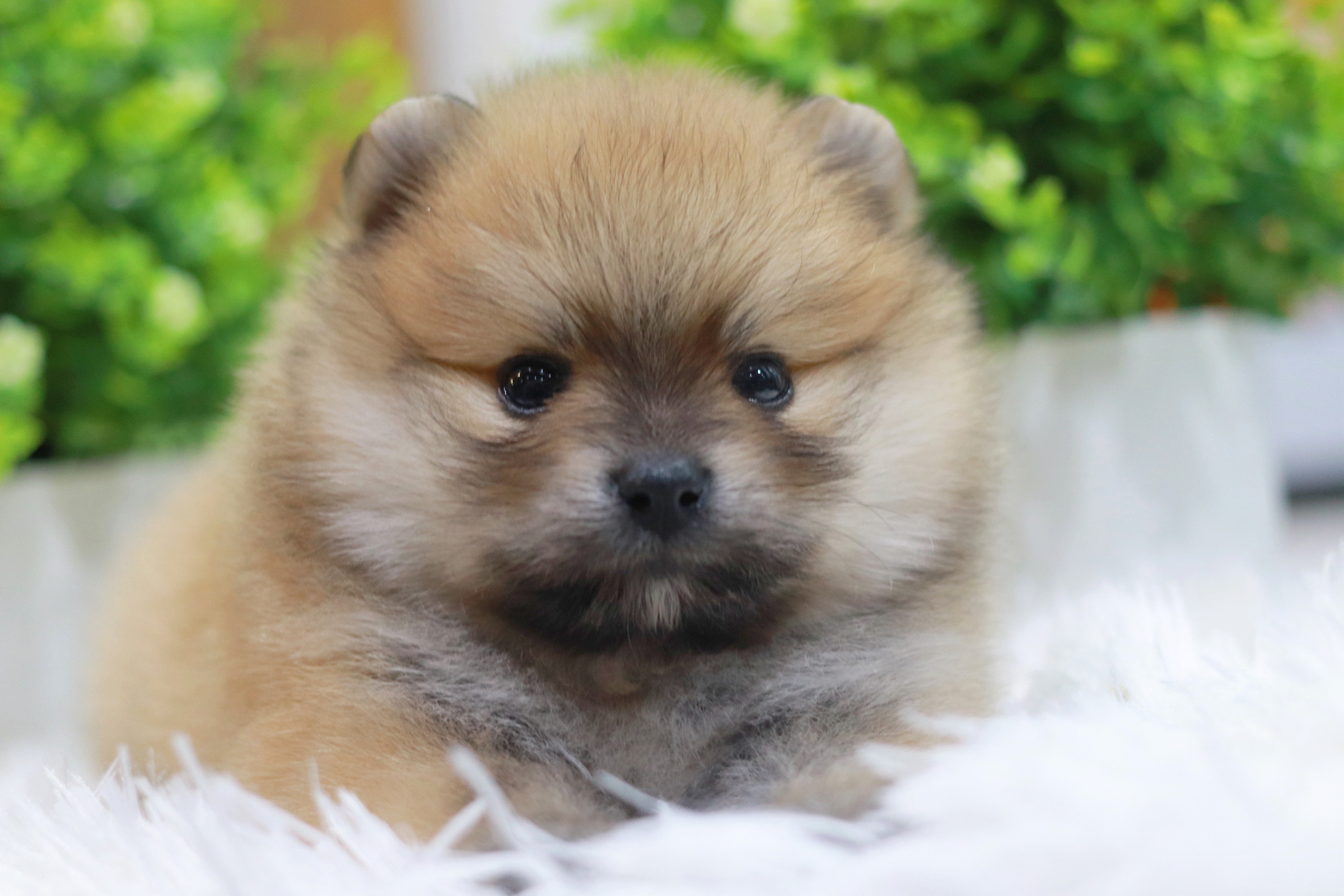 ปอมเมอเรเนียน เพศผู้