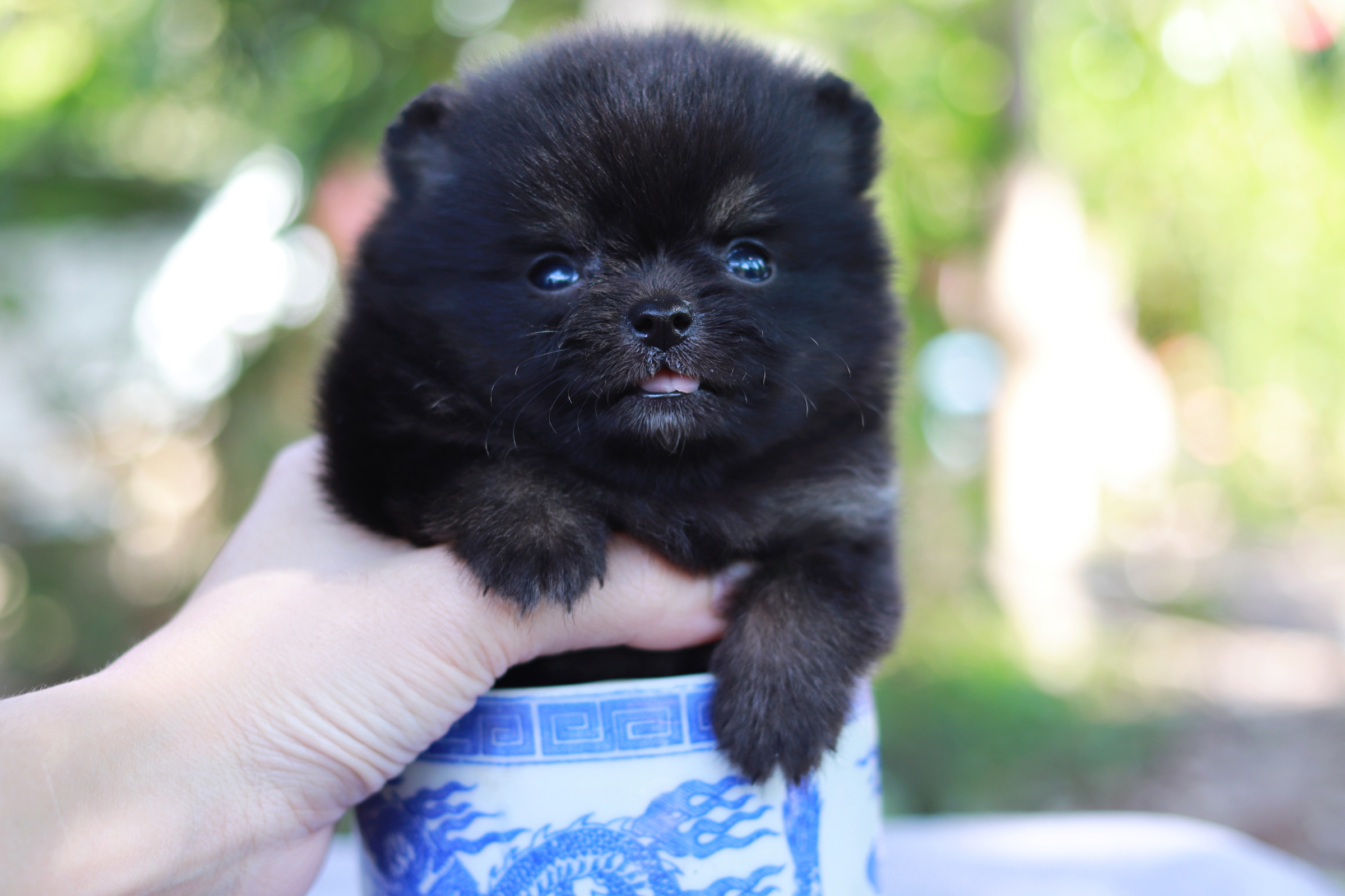 ปอมเมอเรเนียน เพศผู้