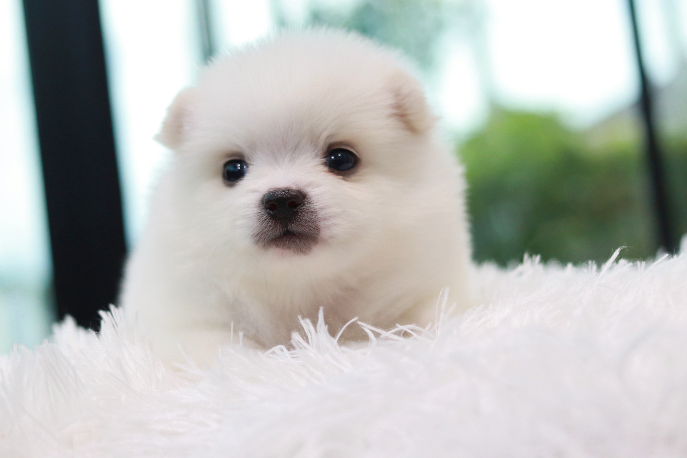 ปอมเมอเรเนียน เพศผู้ สีขาวหน้าฟ็อก