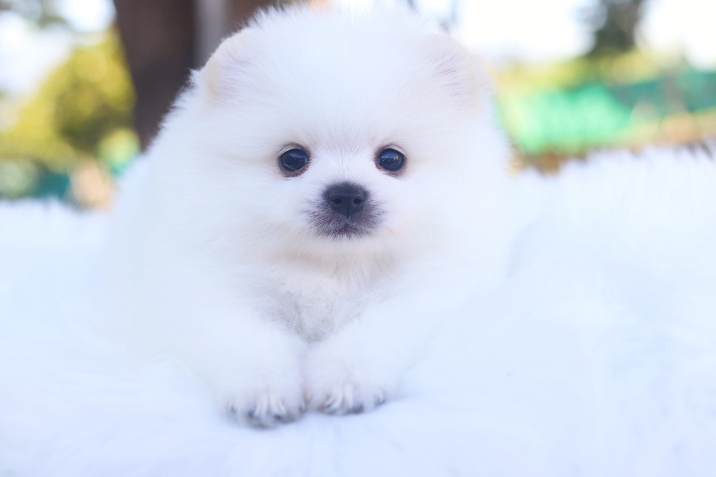 ปอมเมอเรเนียน เพศเมียขาวครีม