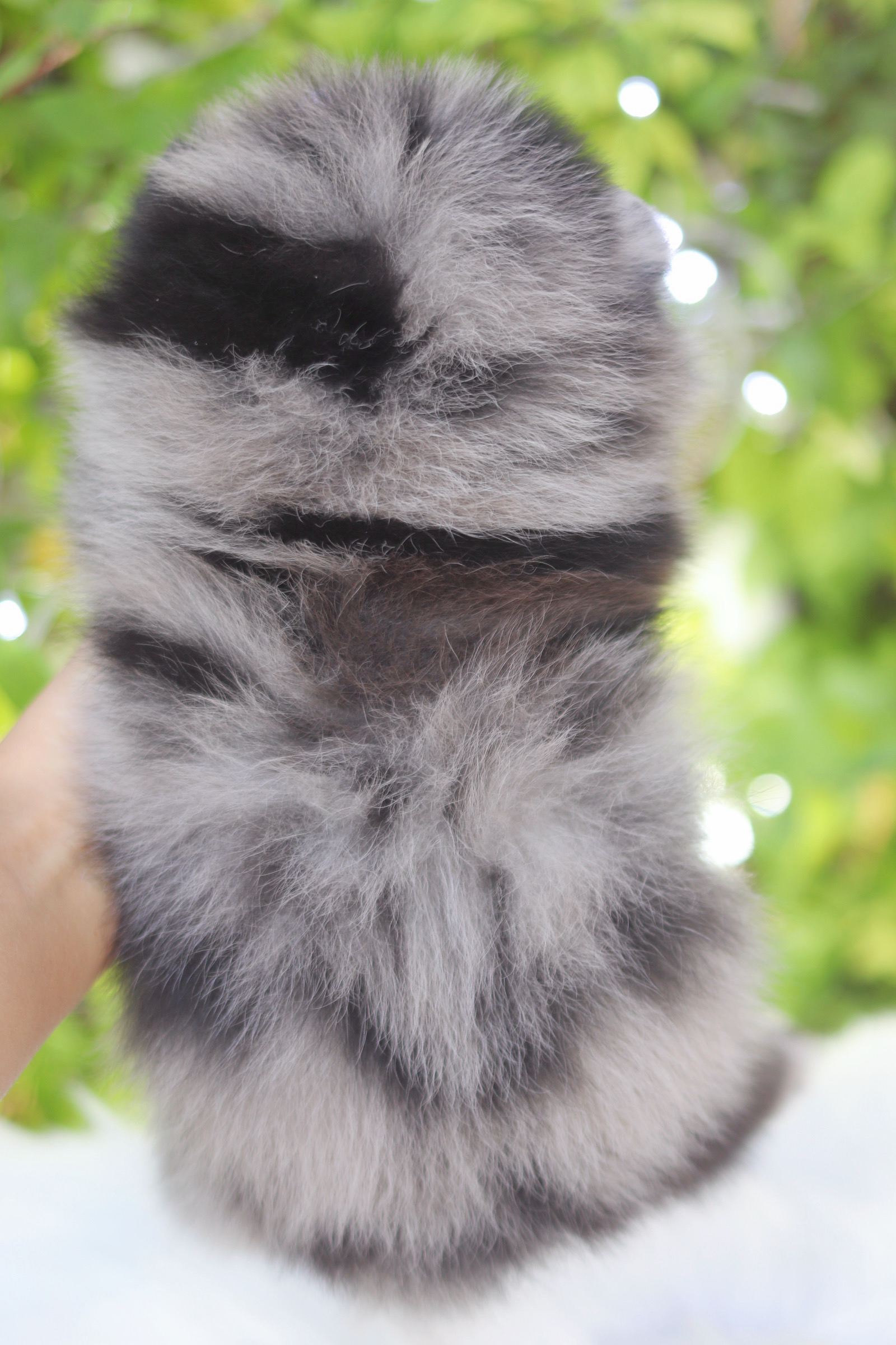 ปอมเมอเรเนียน เพศผู้ สีเมอร์เร่