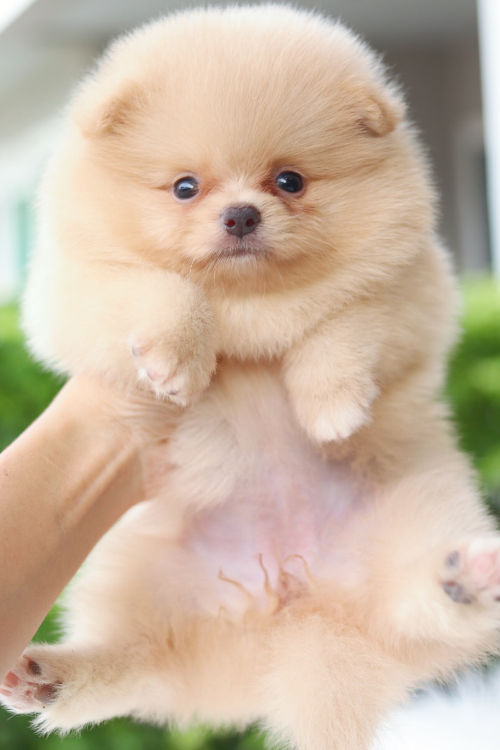 ปอมเมอเรเนียน เพศเมีย สีครีม