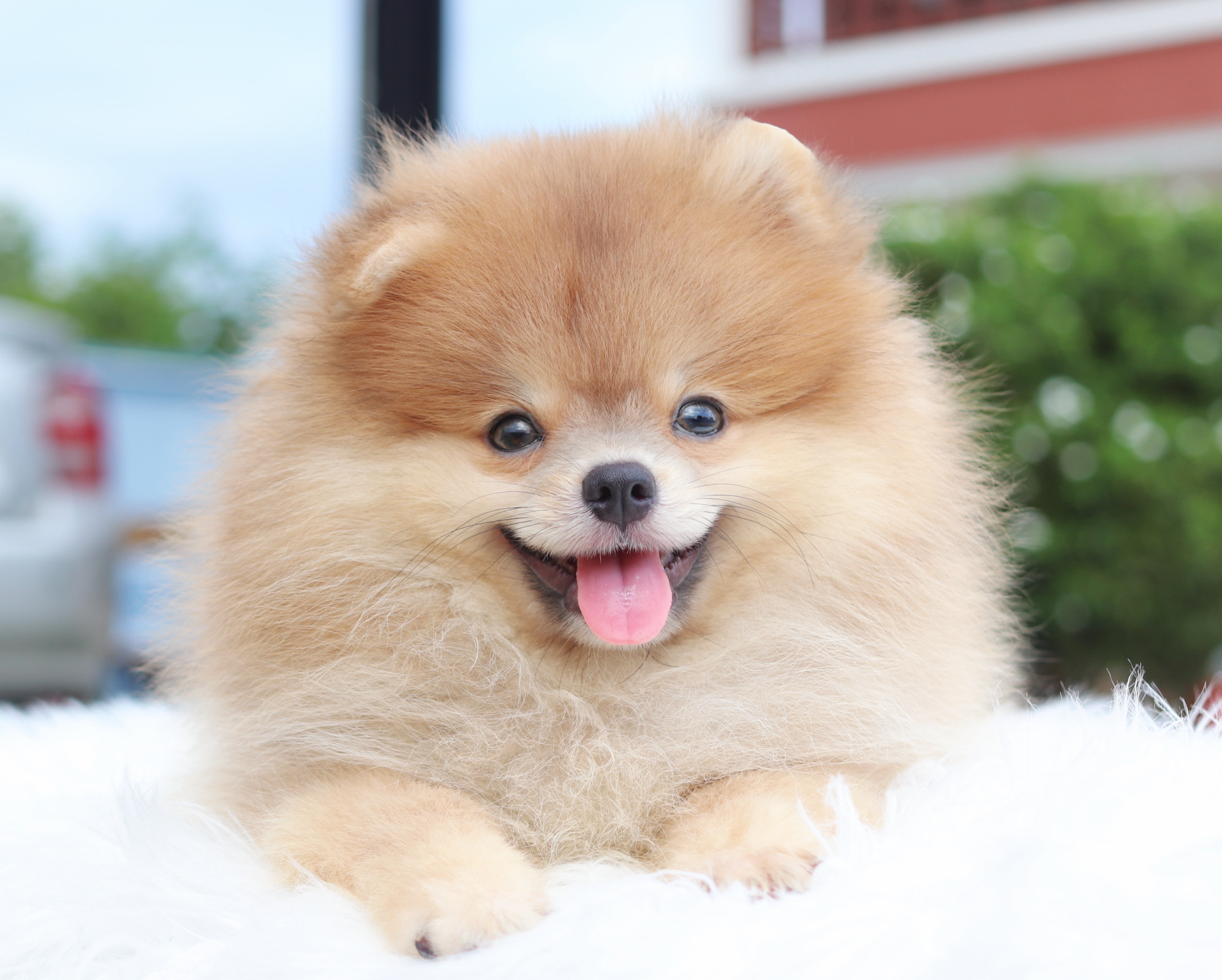 ปอมเมอเรเนียน เพศเมียสีส้ม