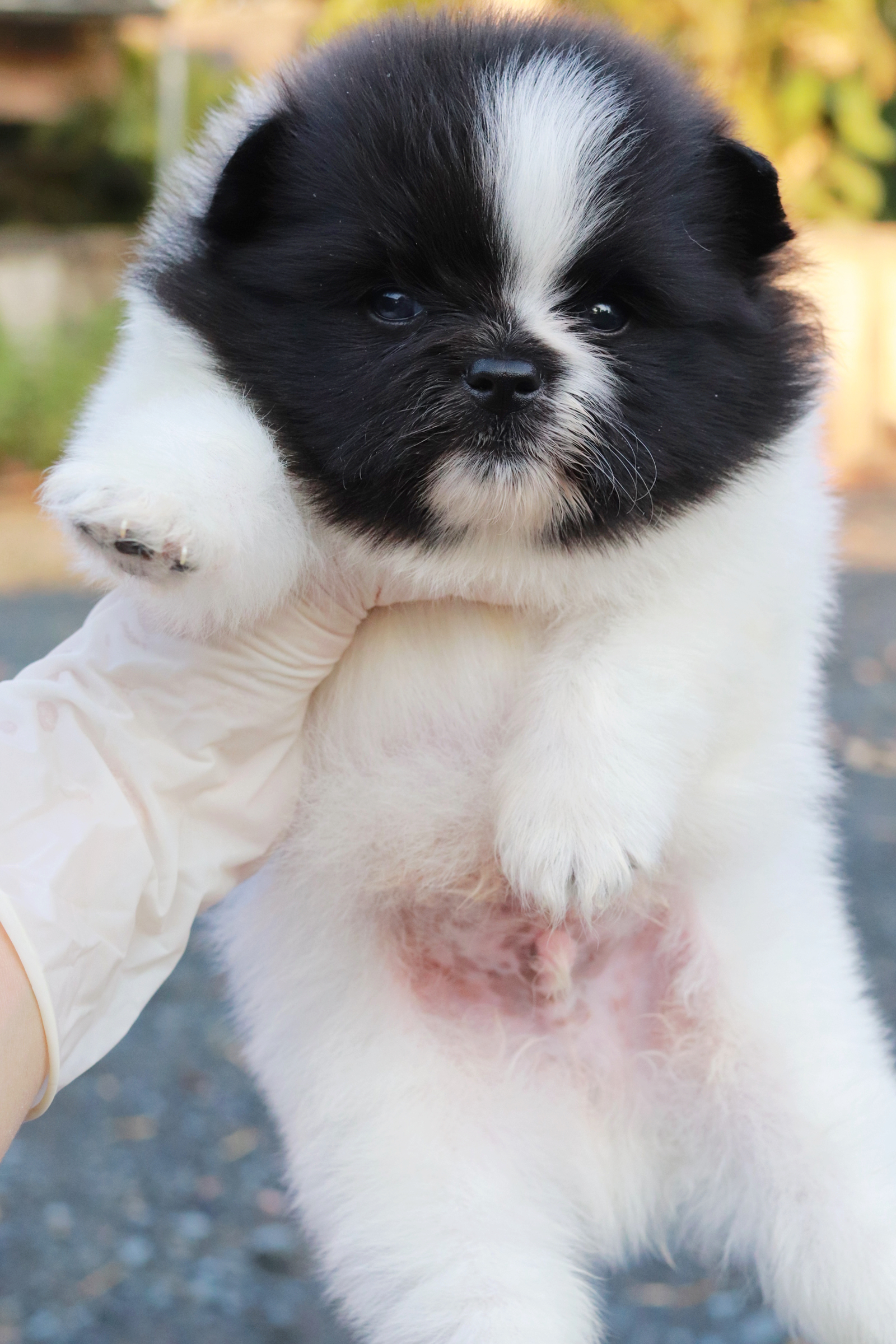 ปอมเมอเรเนียน เพศผู้