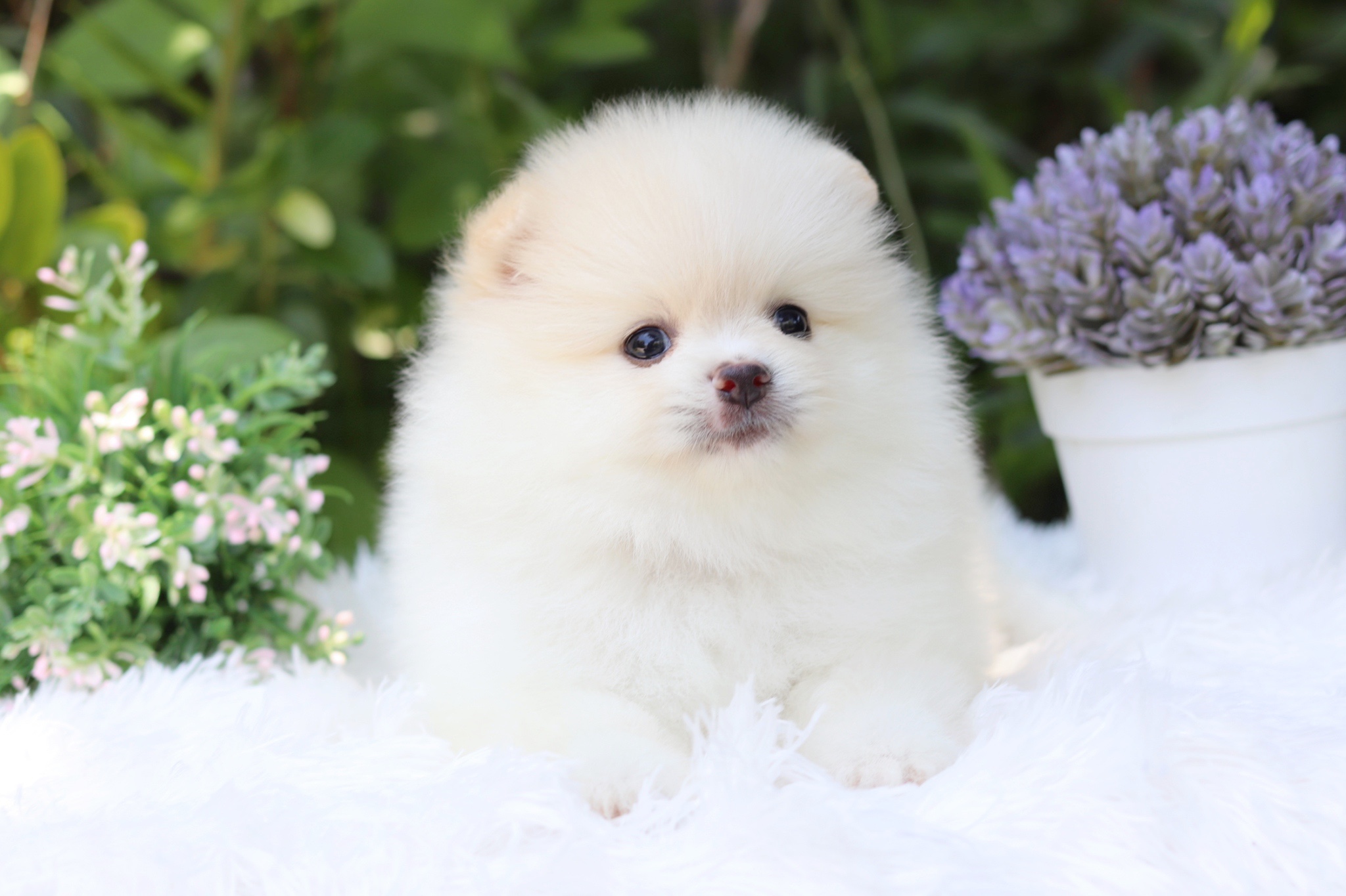 ปอมเมอเรเนียน เพศผู้สีขาวครีม